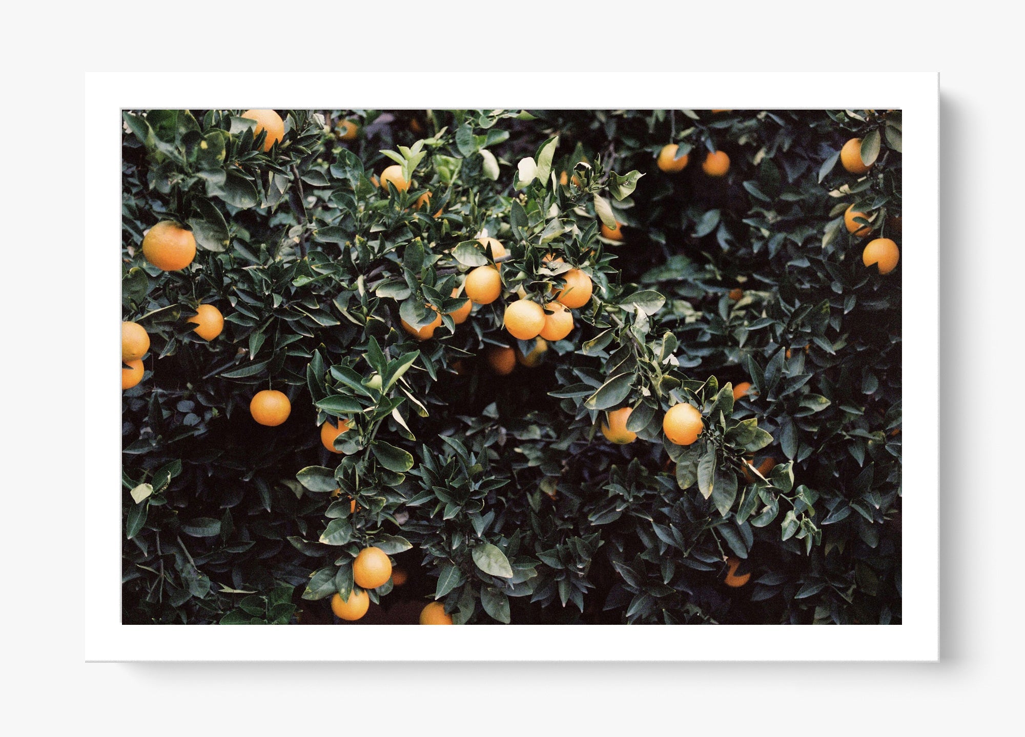 Oranges