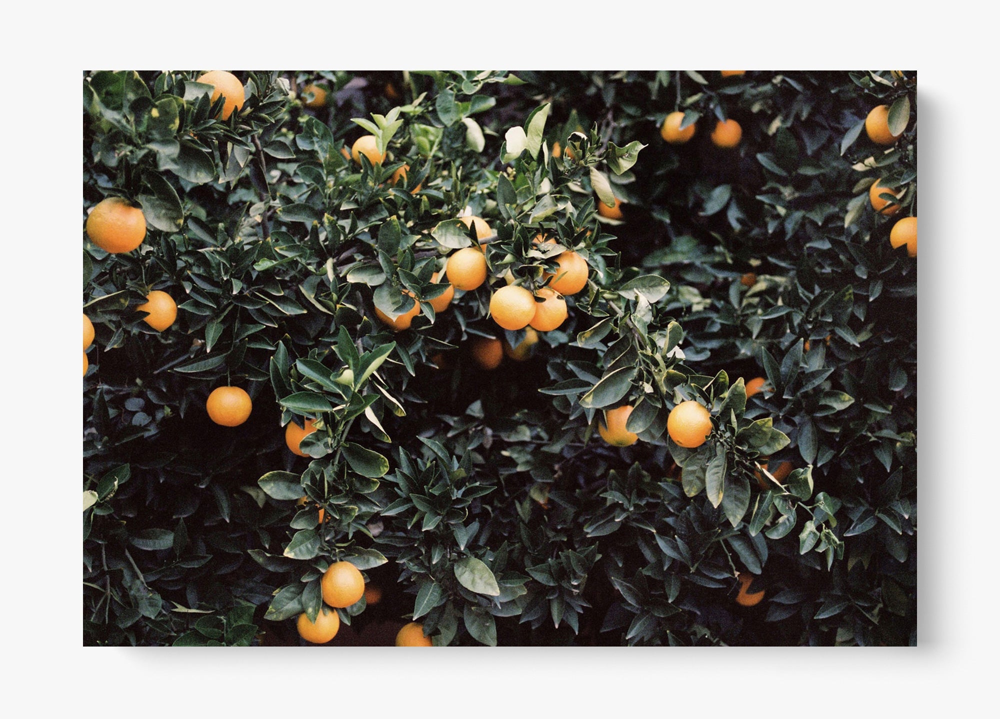 Oranges