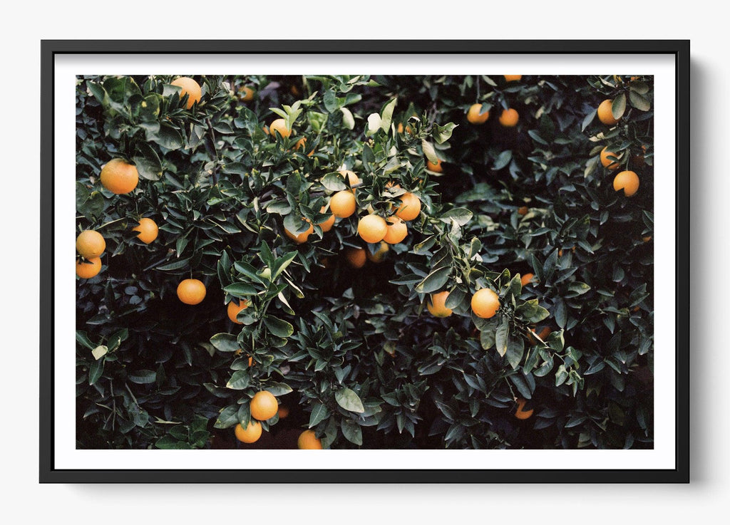 Oranges