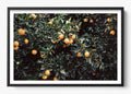 Oranges