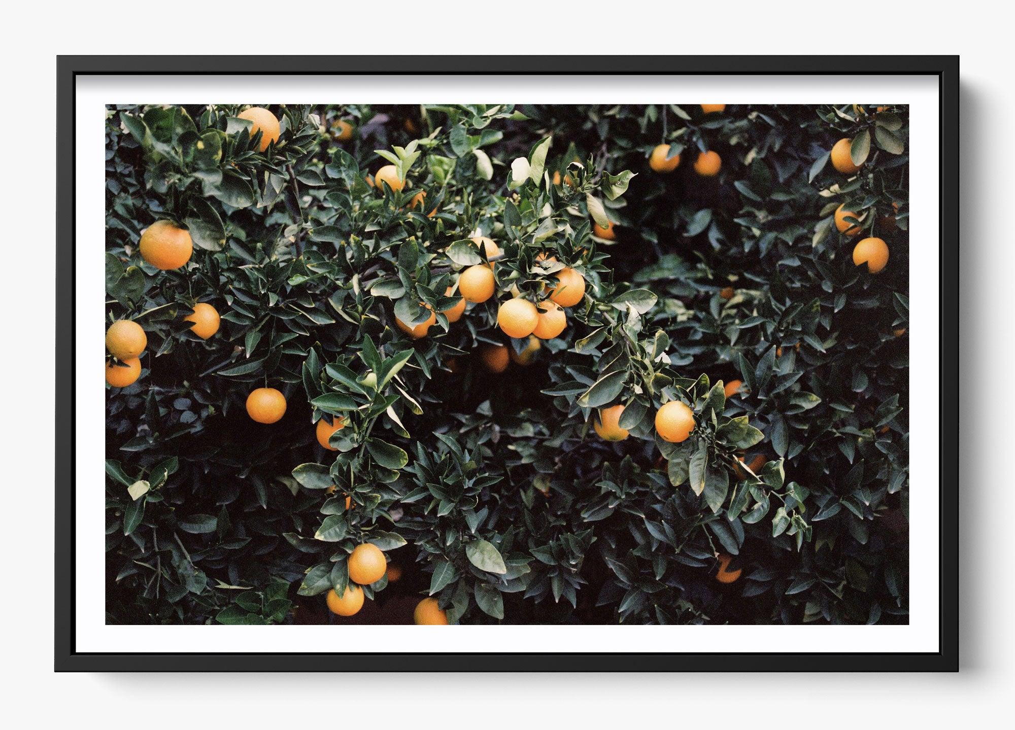 Oranges