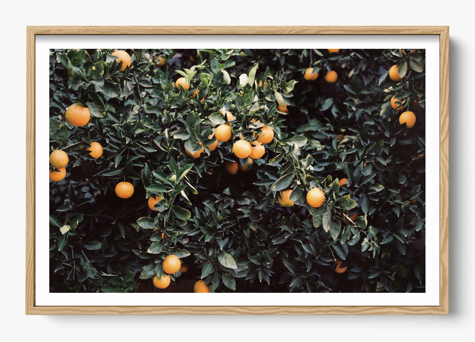 Oranges