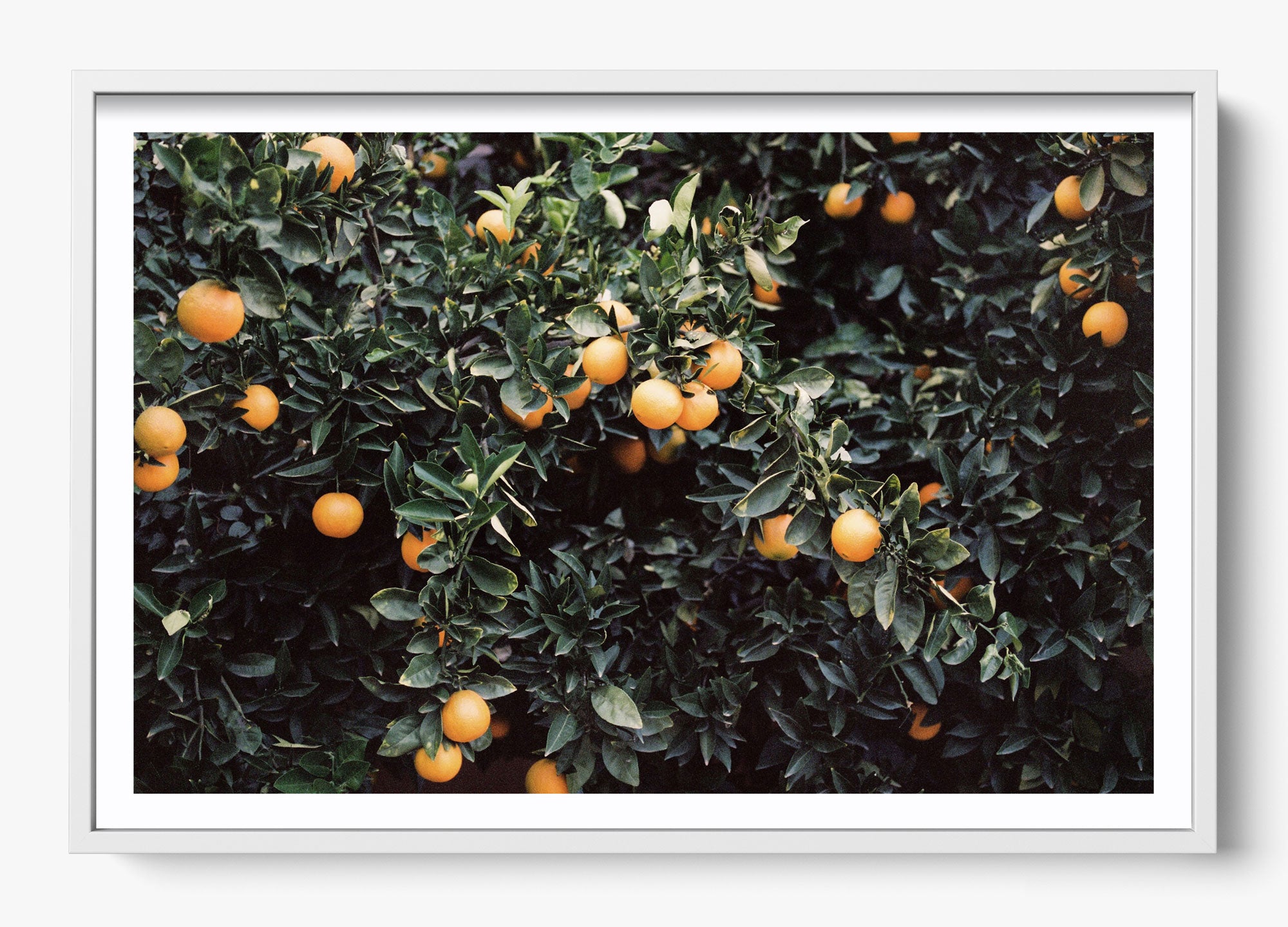 Oranges