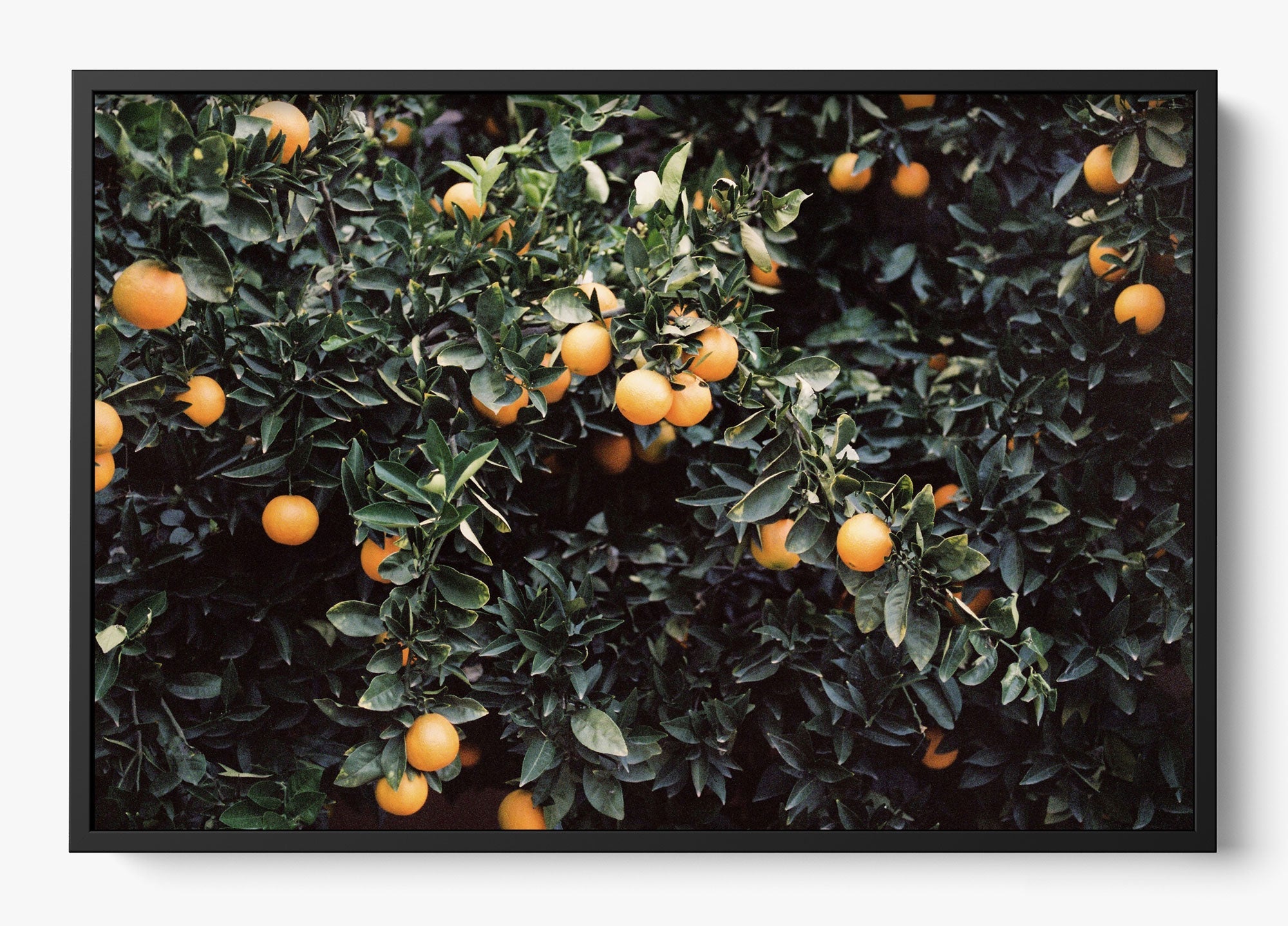 Oranges