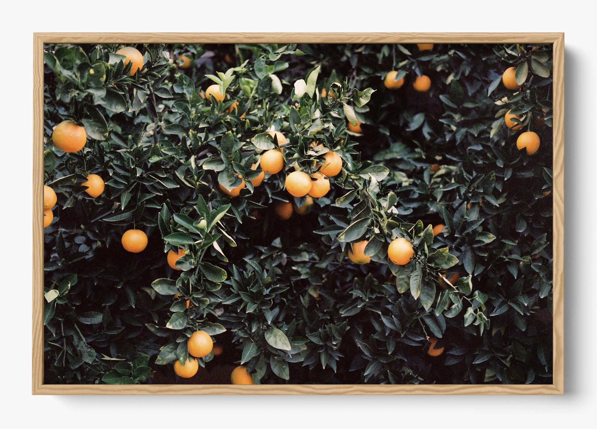 Oranges