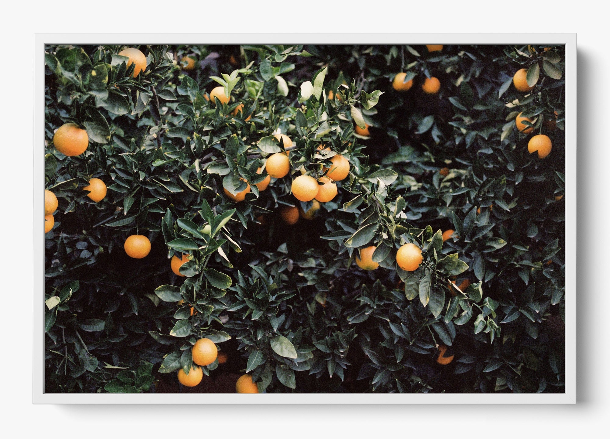 Oranges