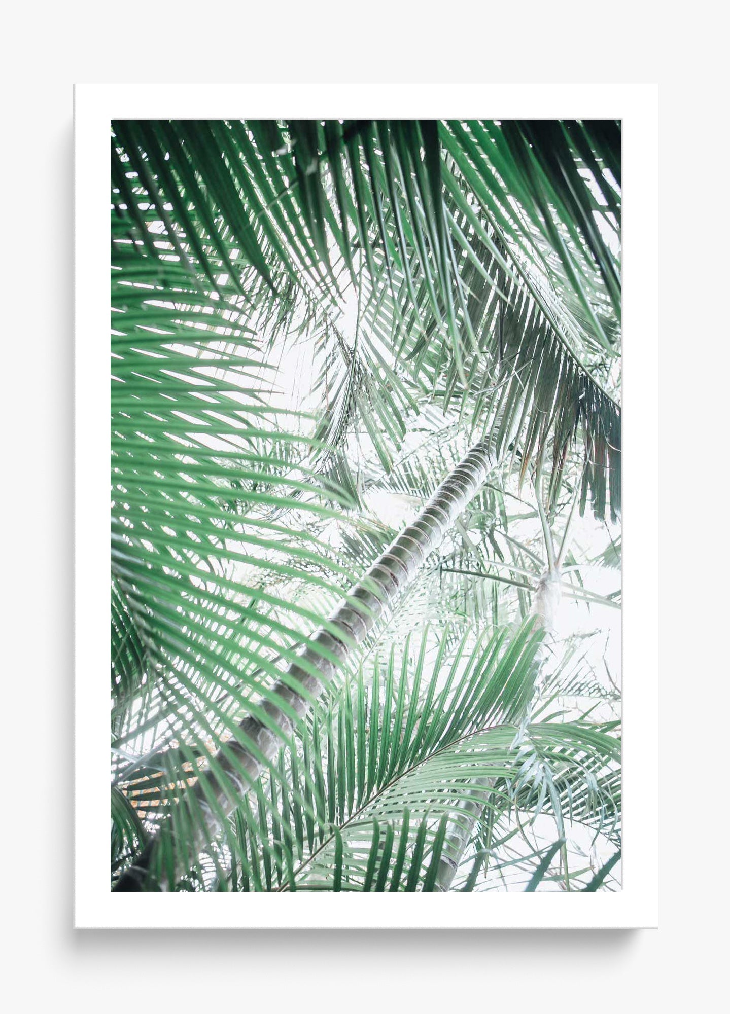 Paia Palms