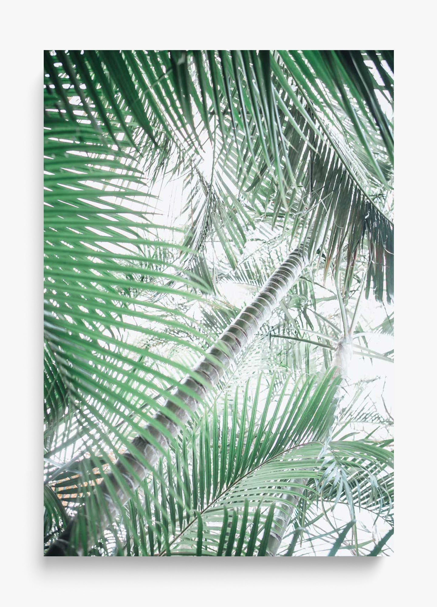 Paia Palms