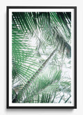 Paia Palms