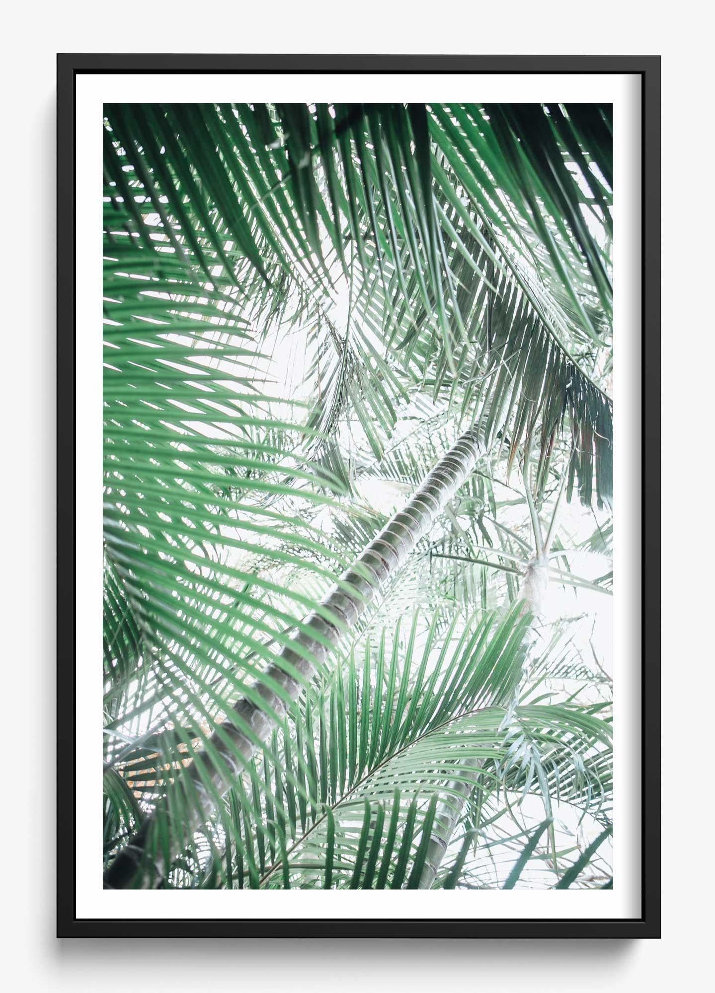 Paia Palms