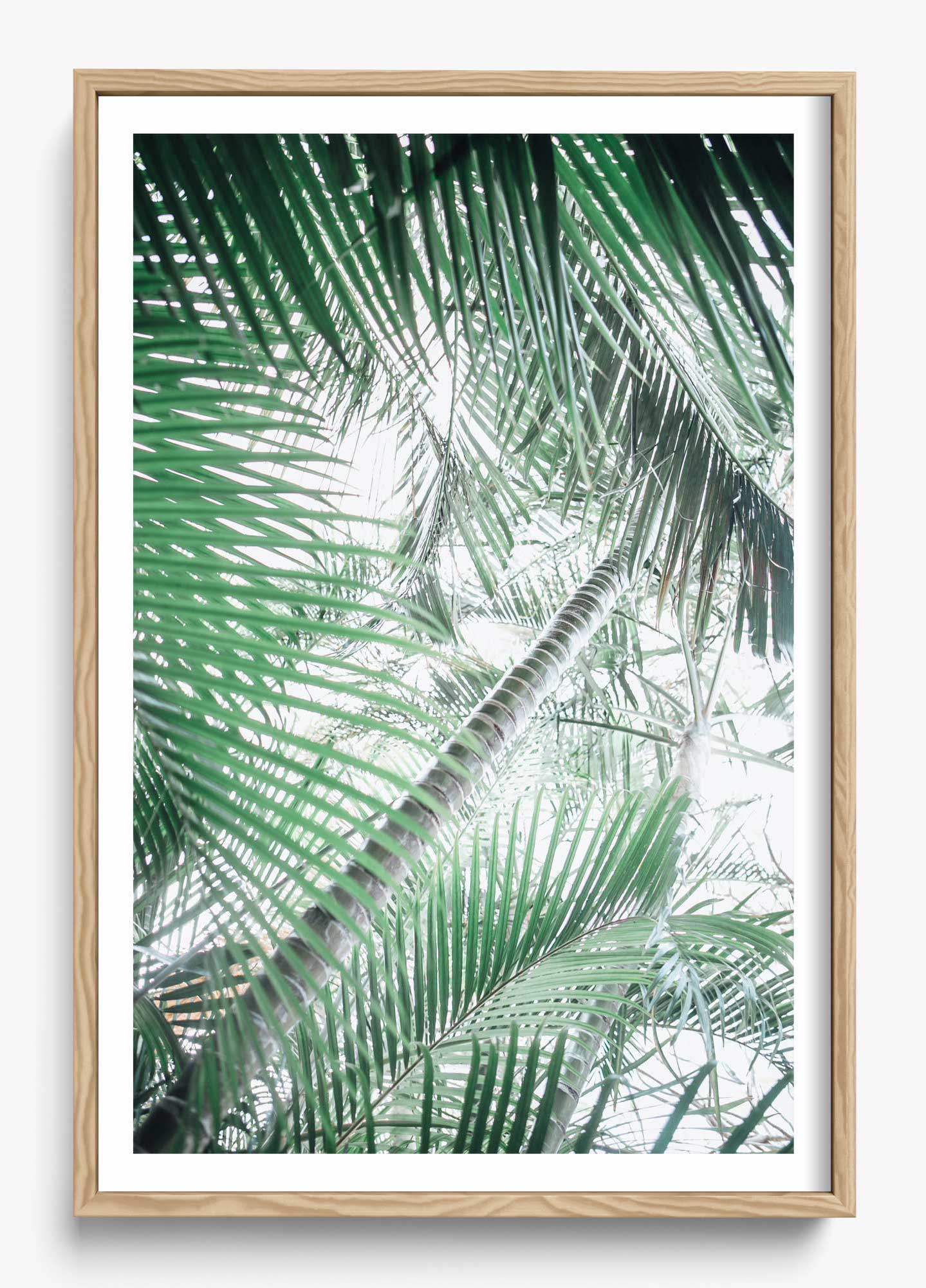 Paia Palms