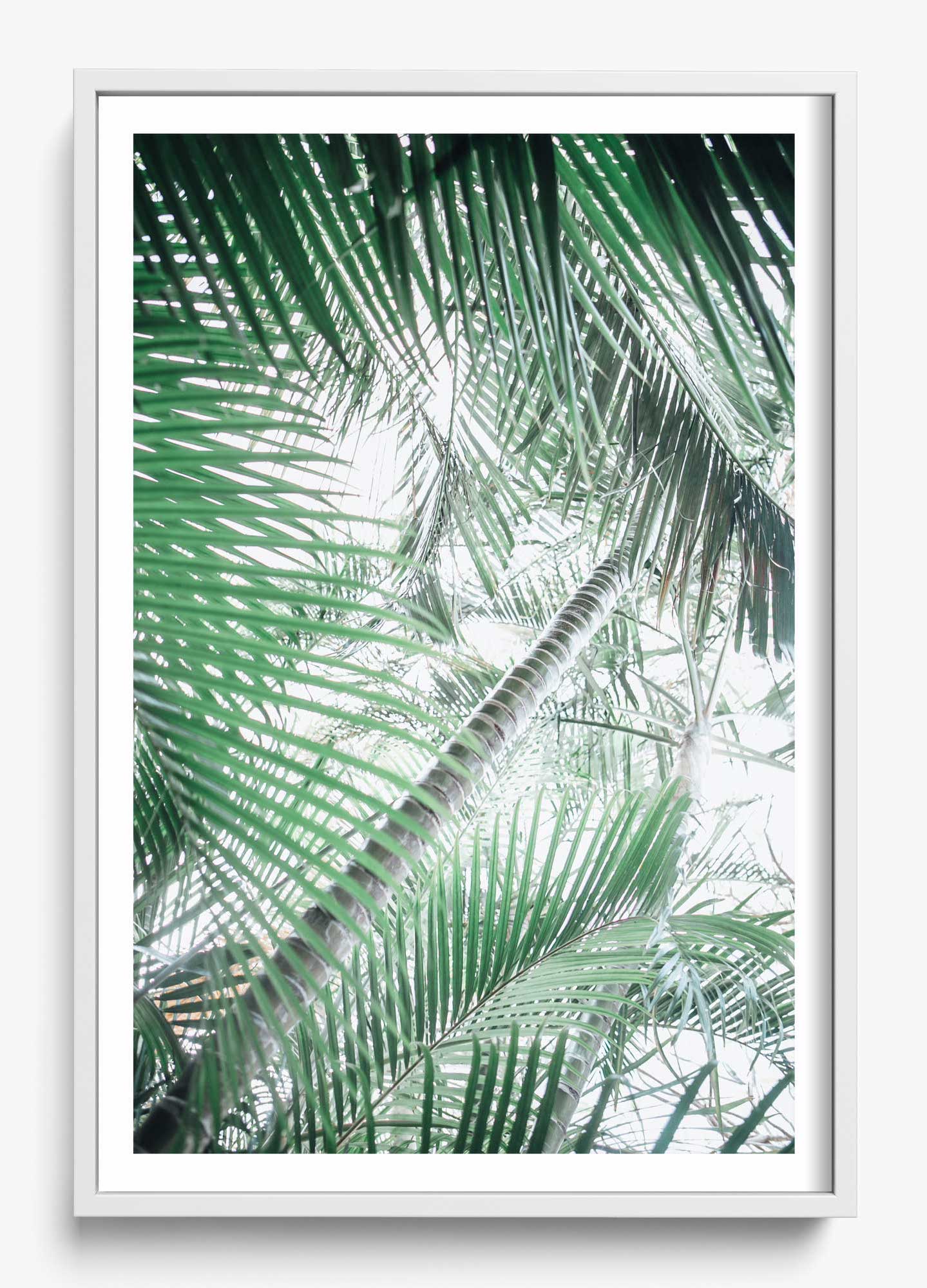 Paia Palms