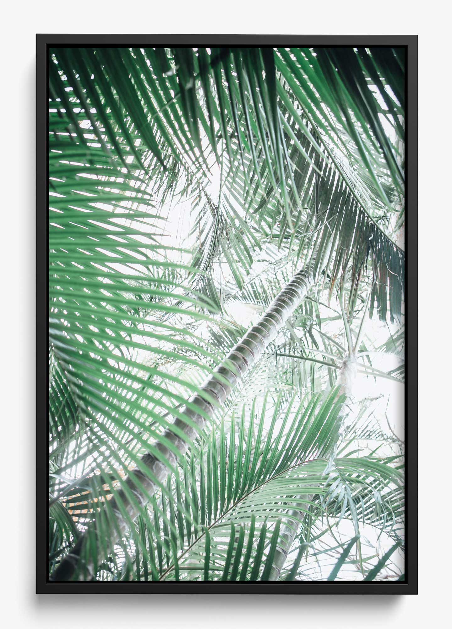 Paia Palms