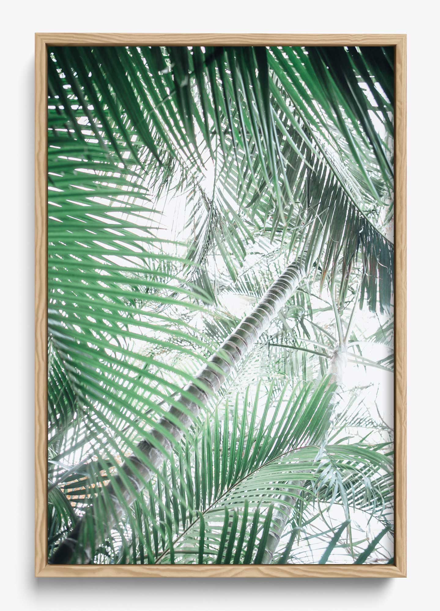 Paia Palms