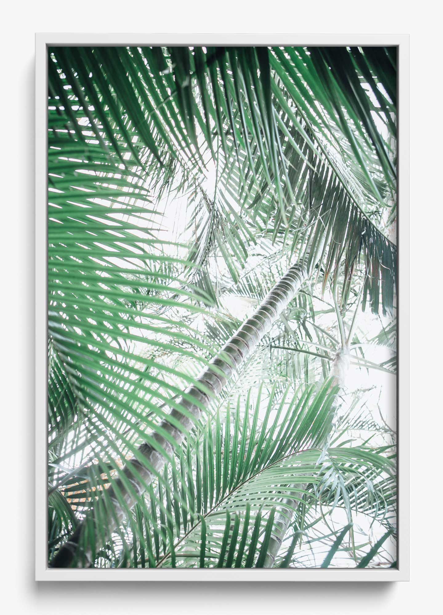 Paia Palms
