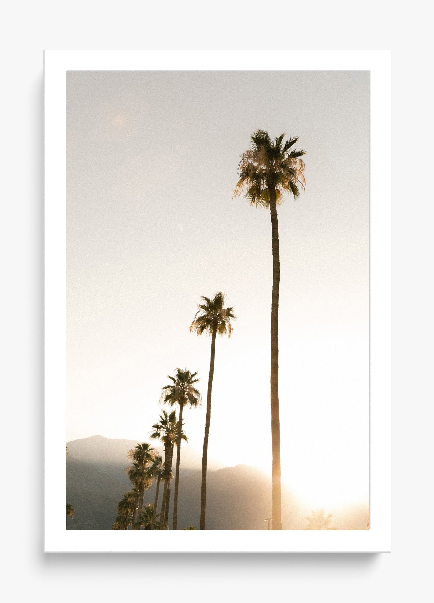 Foggy Palms