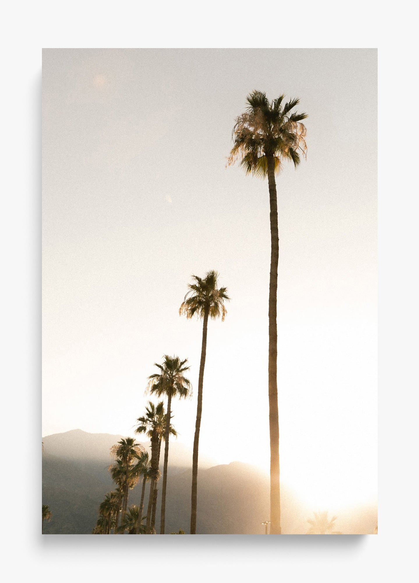 Foggy Palms