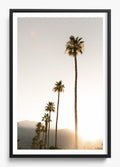 Foggy Palms