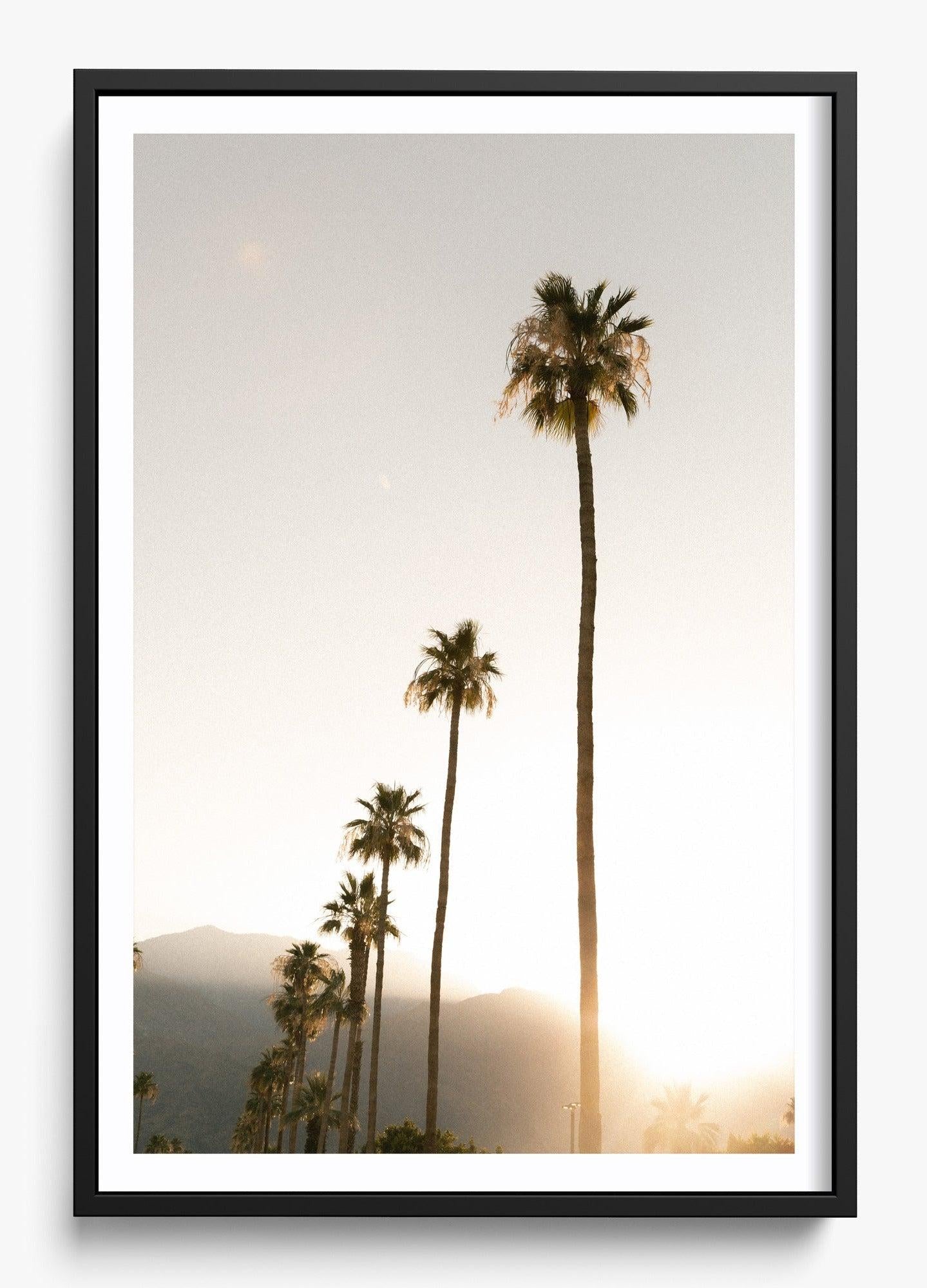 Foggy Palms