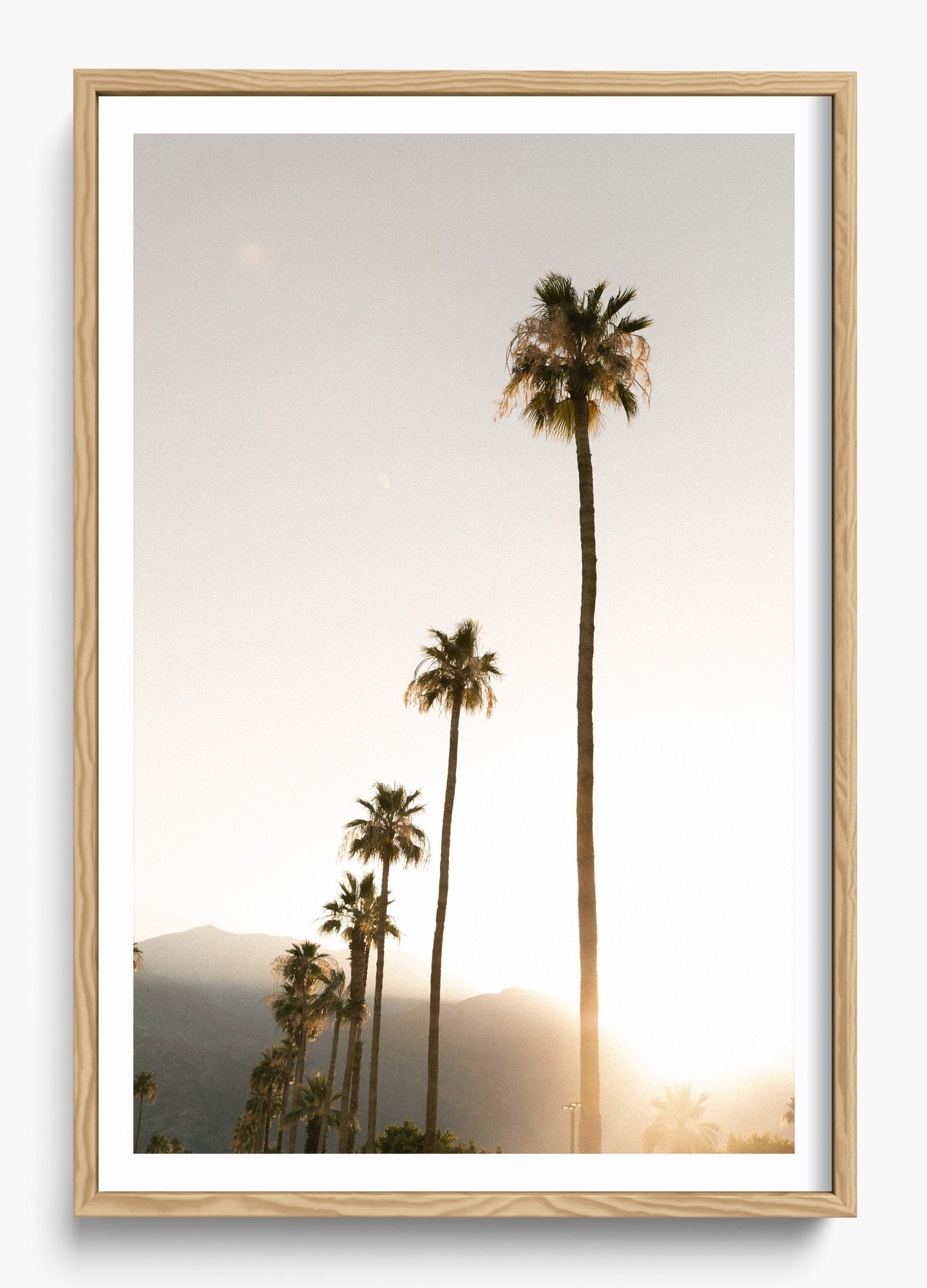 Foggy Palms