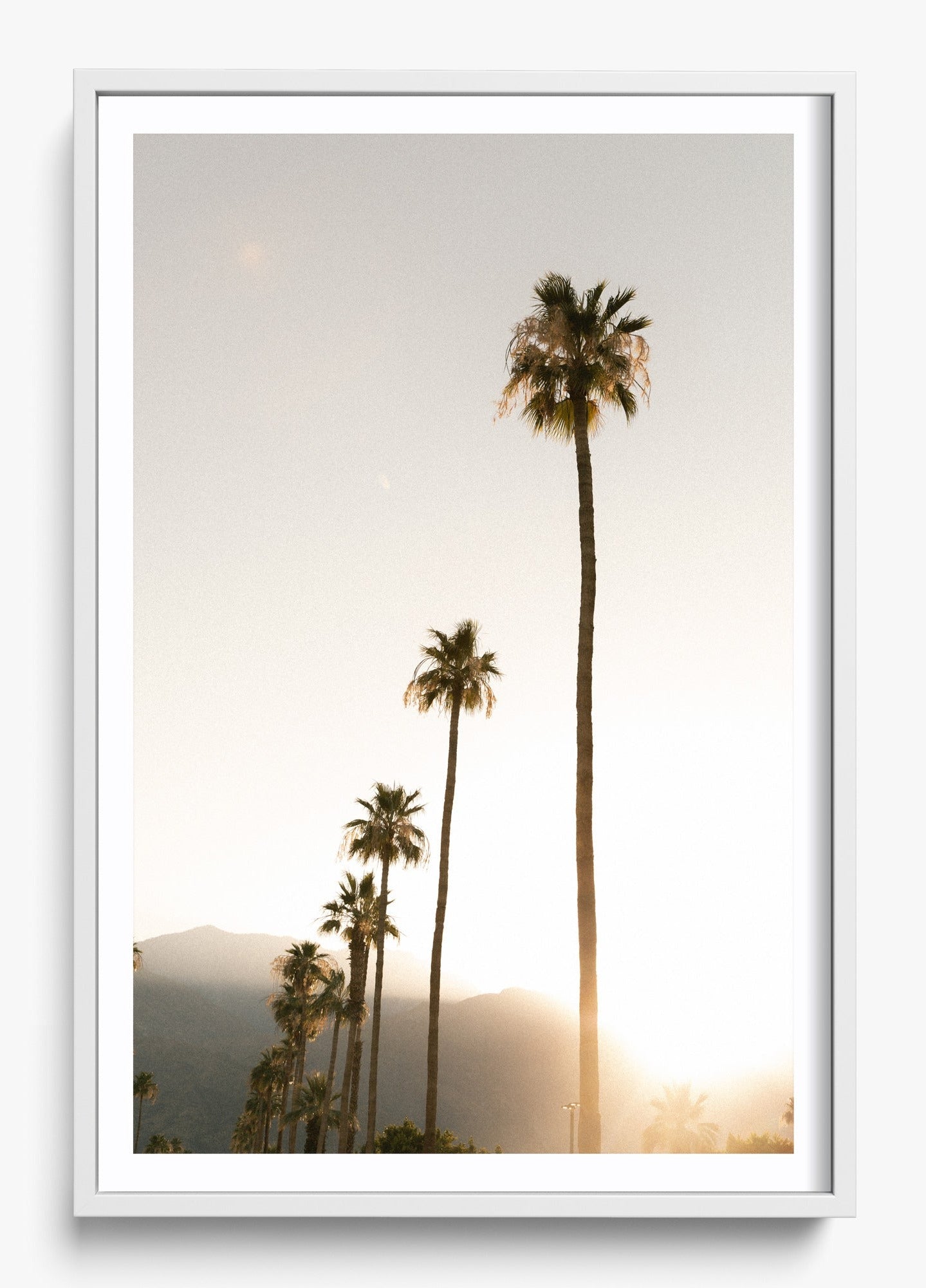 Foggy Palms