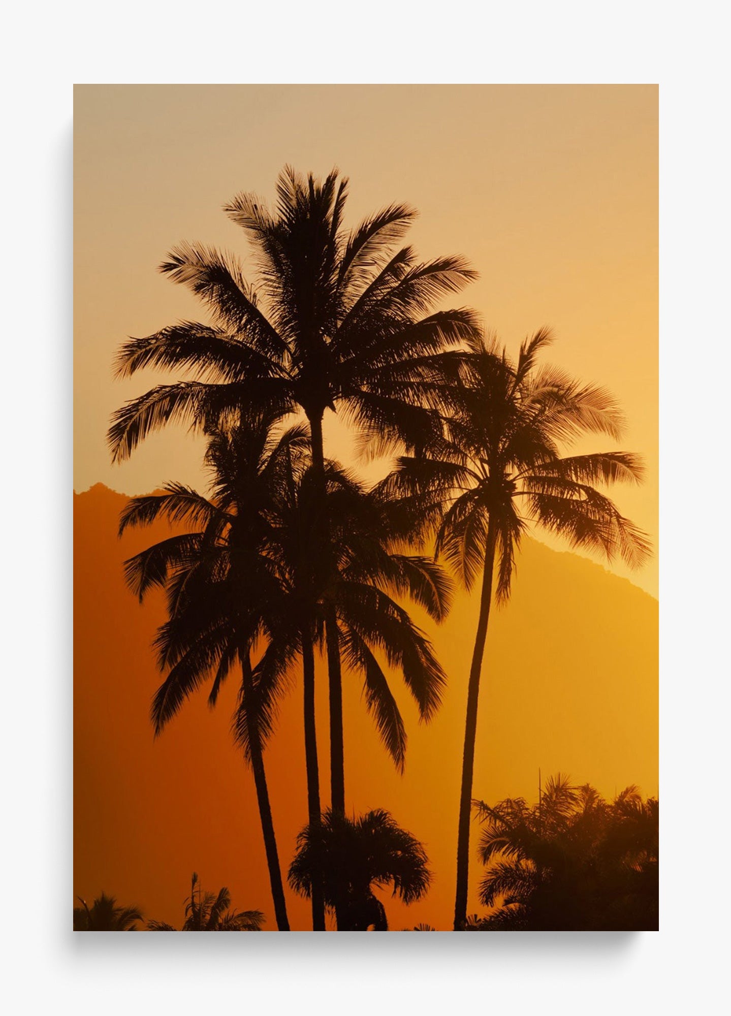 Palms At Sunrise