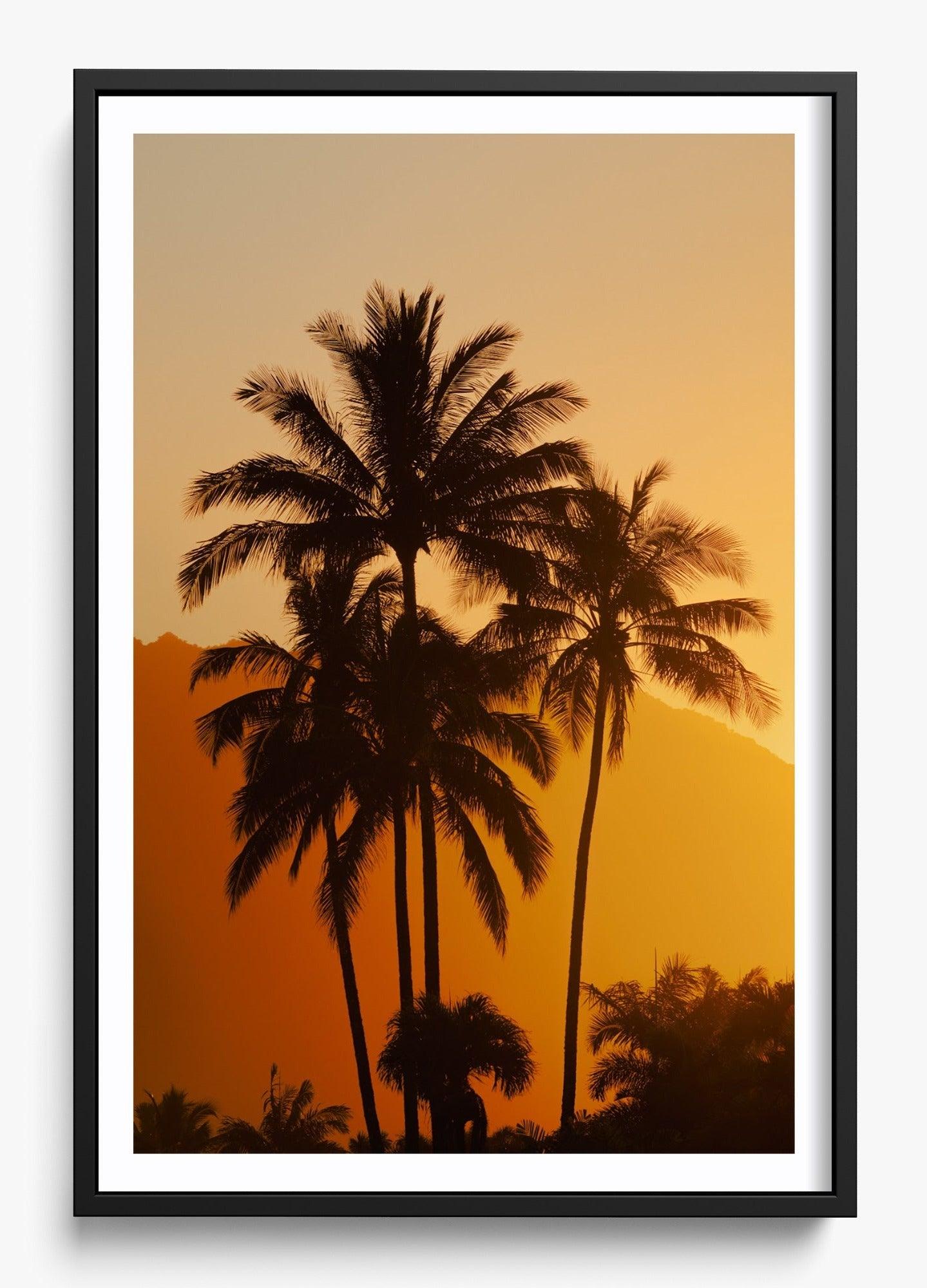 Palms At Sunrise