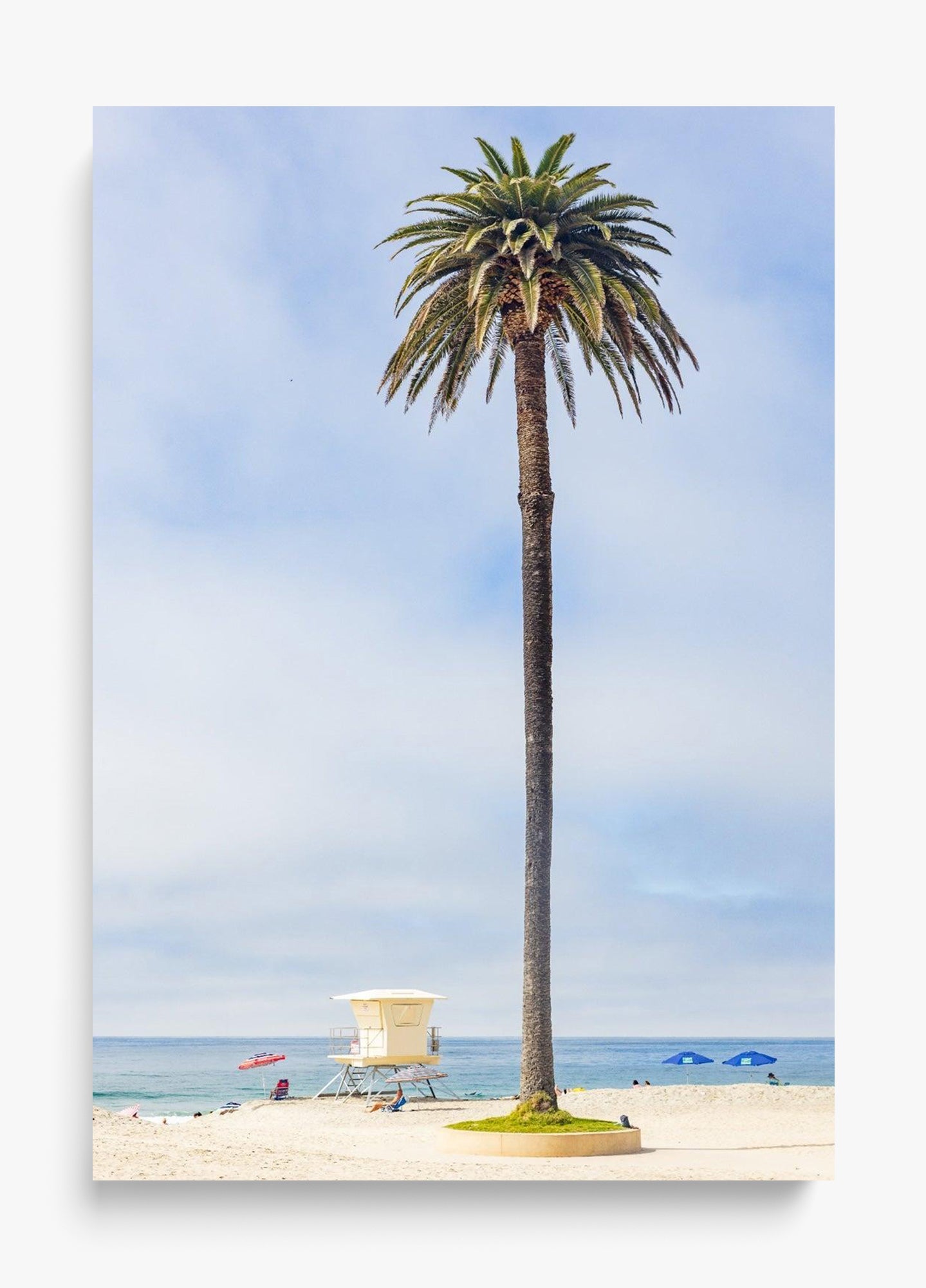 San Diego Palms