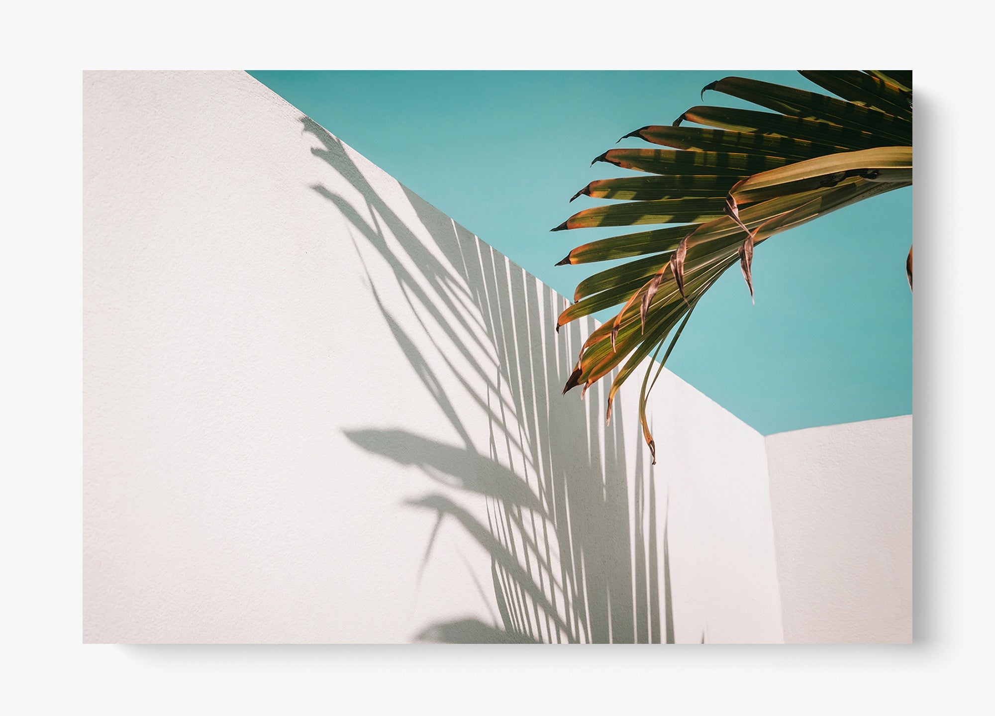 Summer Shadow