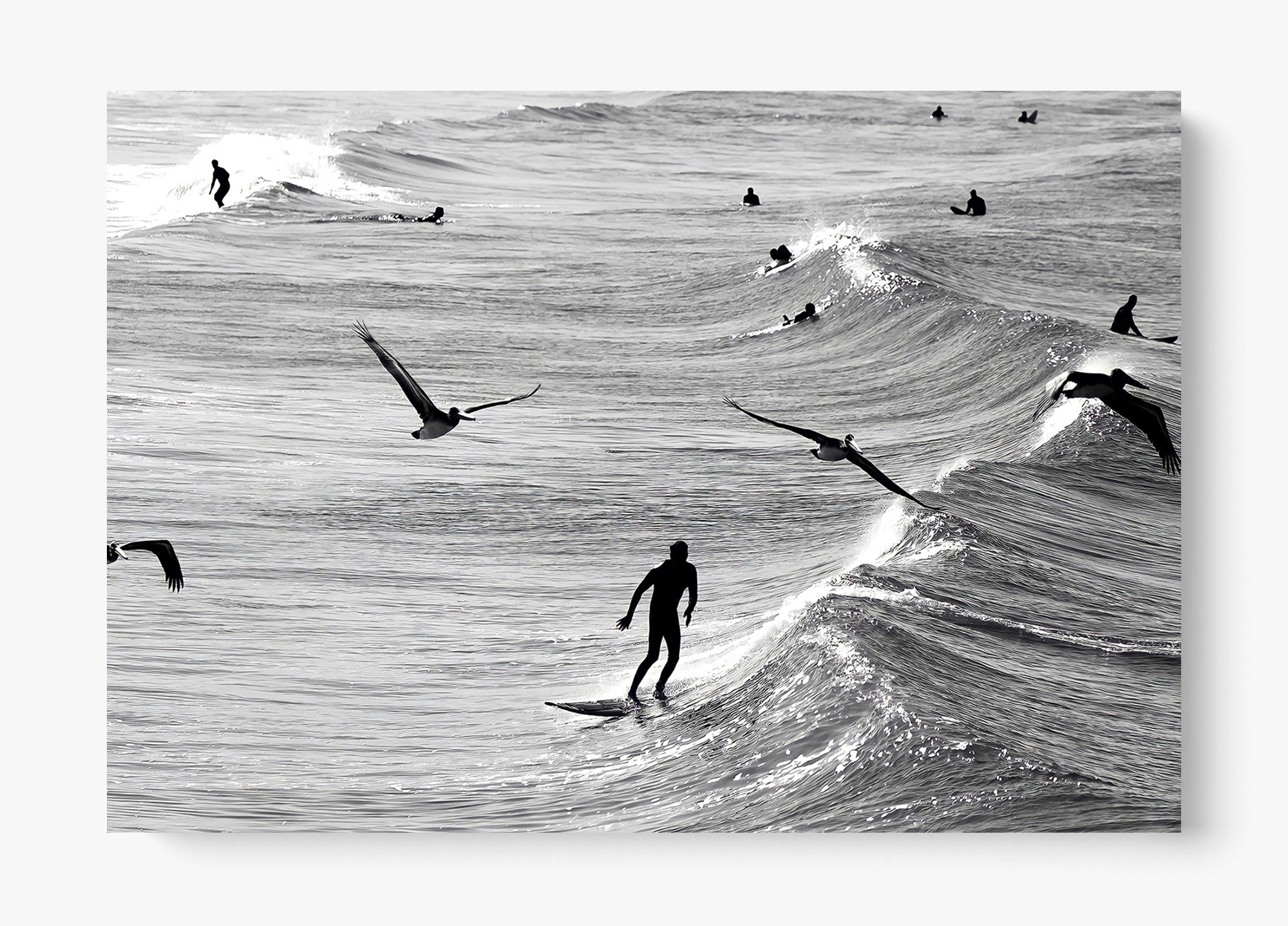 Surfing With The Free