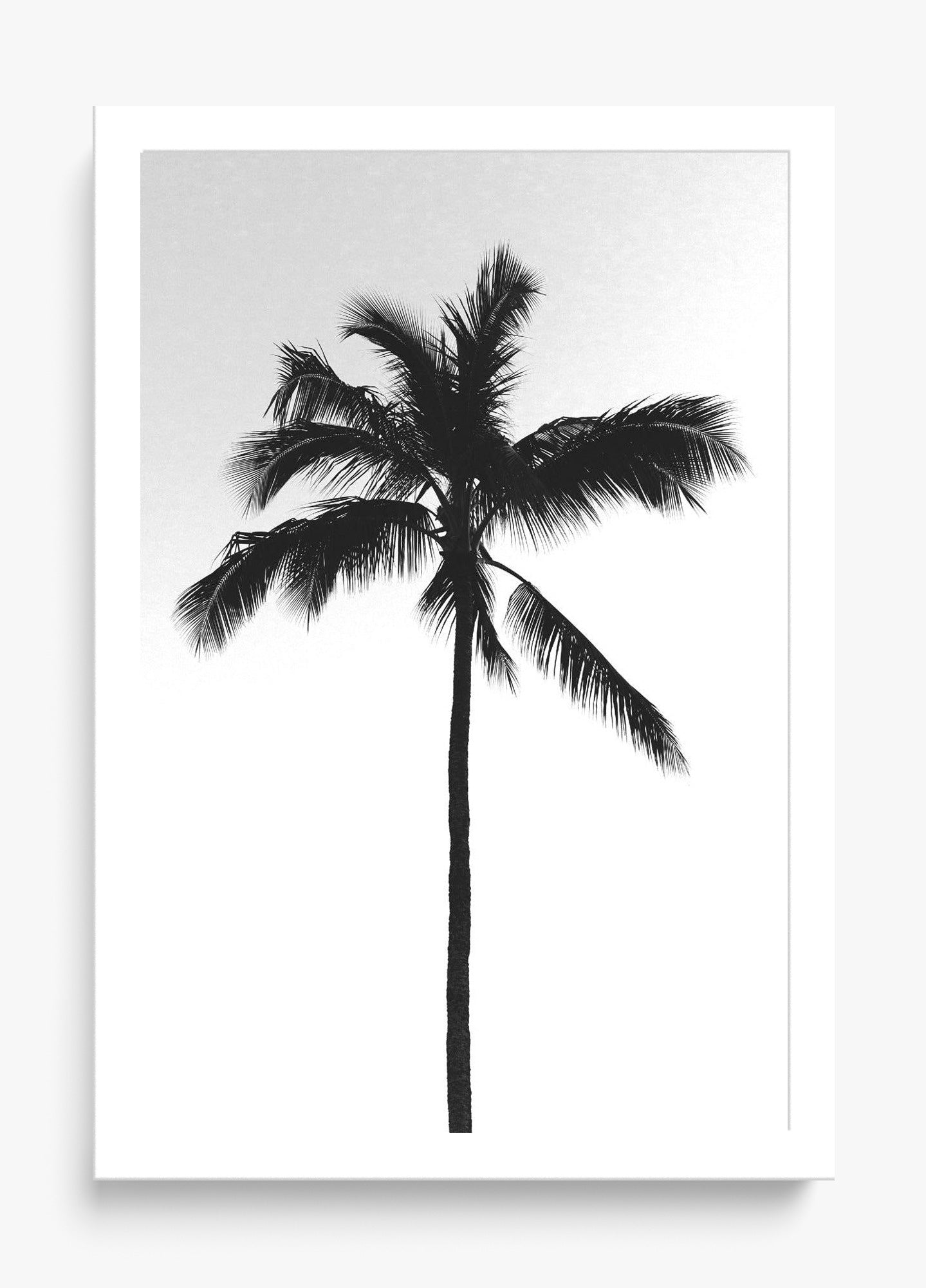 The Black Palm