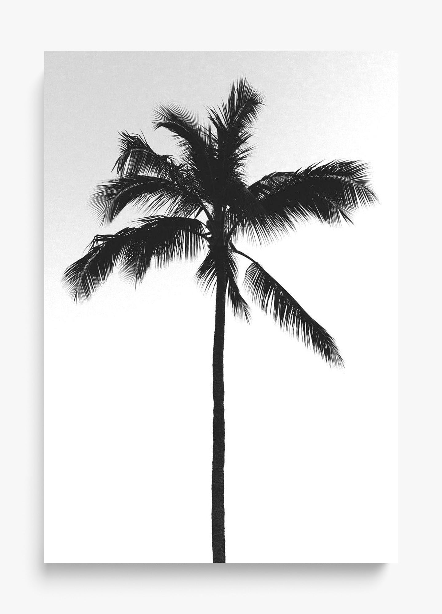 The Black Palm