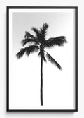 The Black Palm