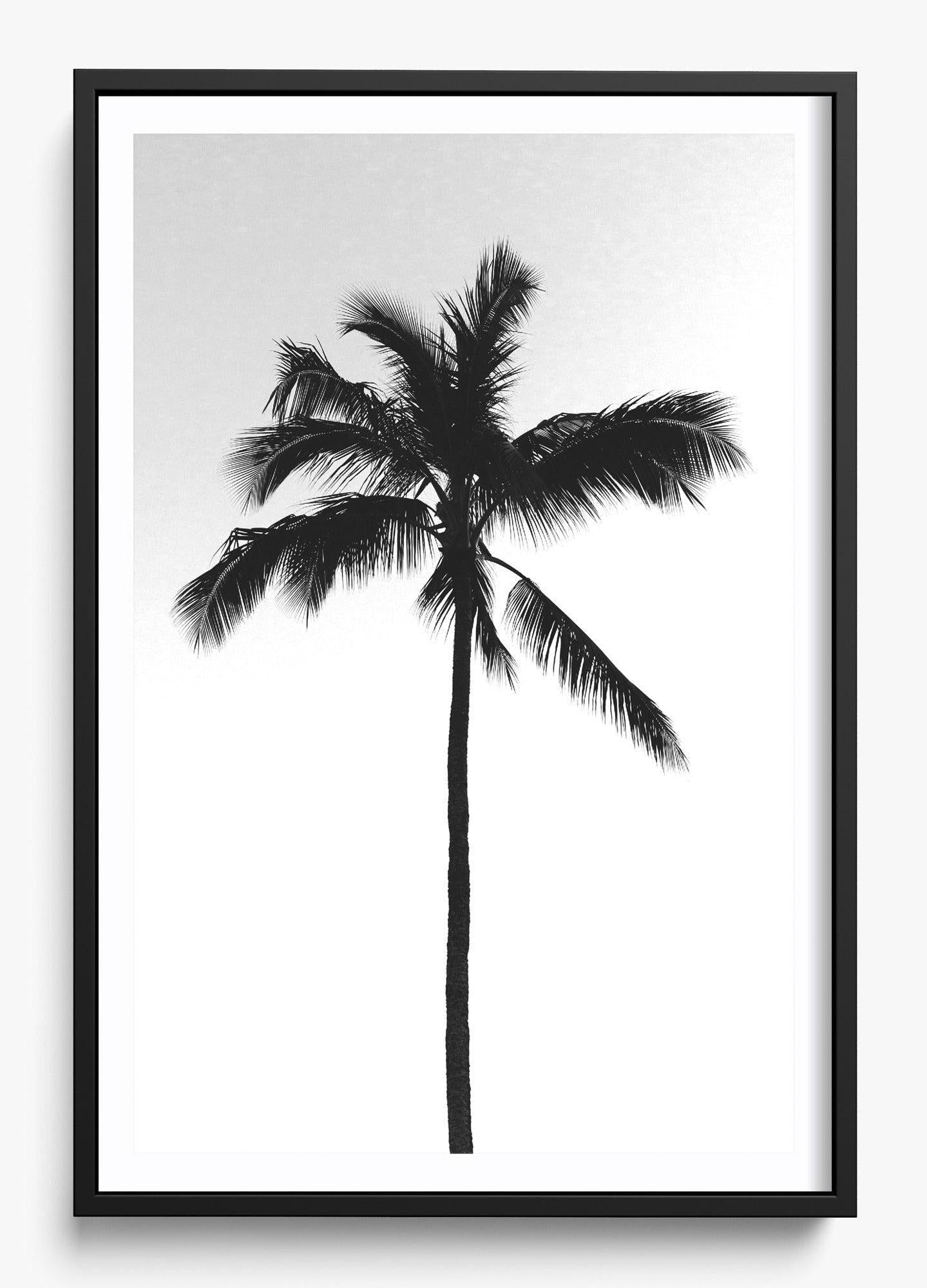 The Black Palm