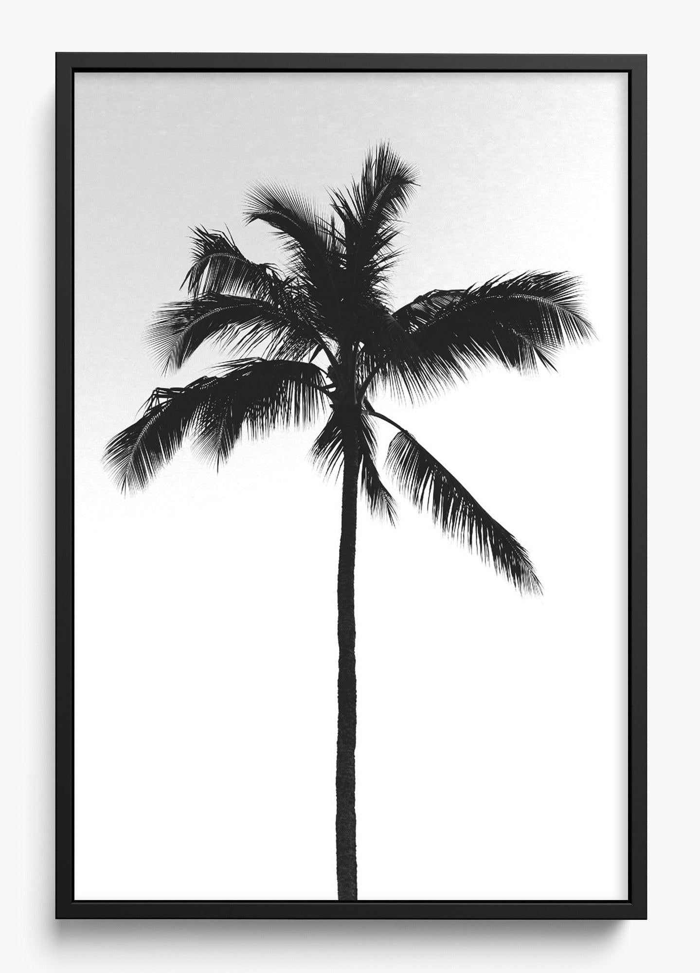 The Black Palm
