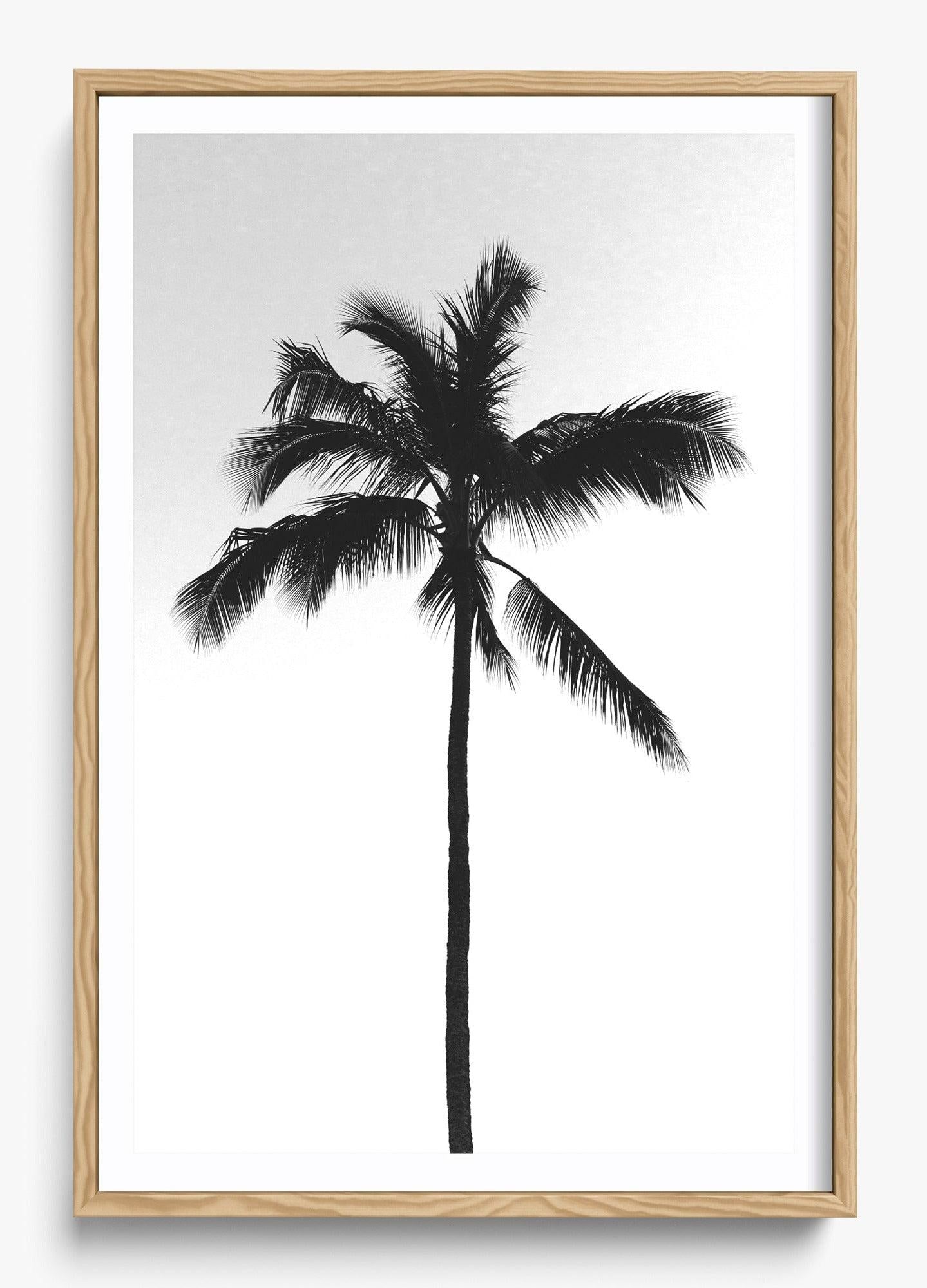 The Black Palm