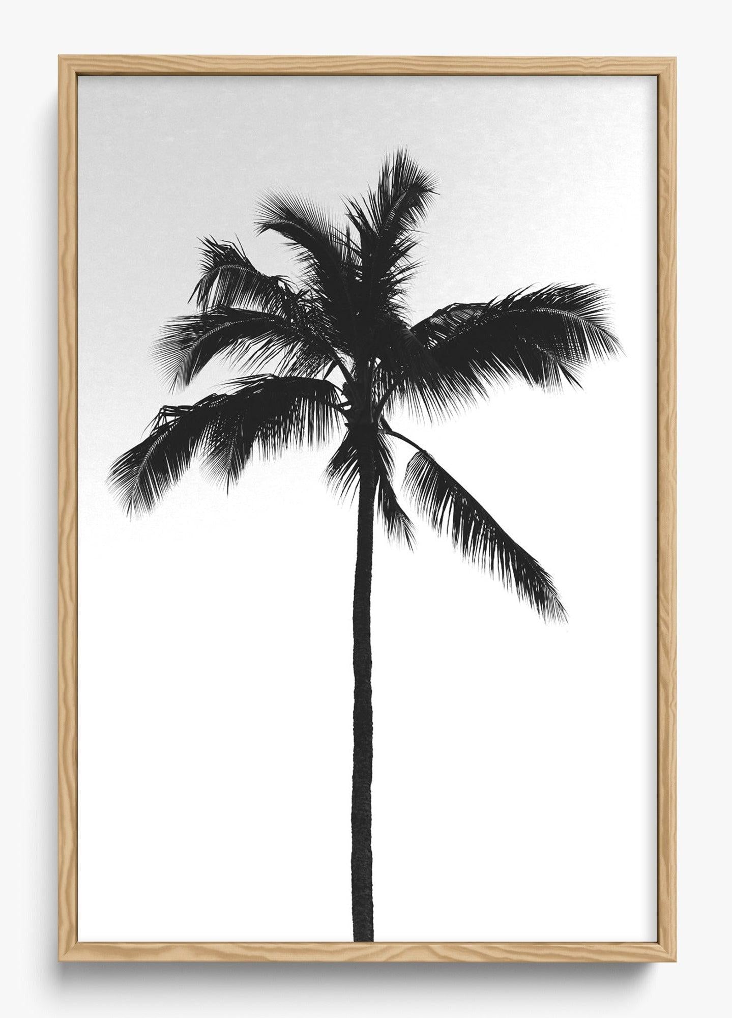 The Black Palm