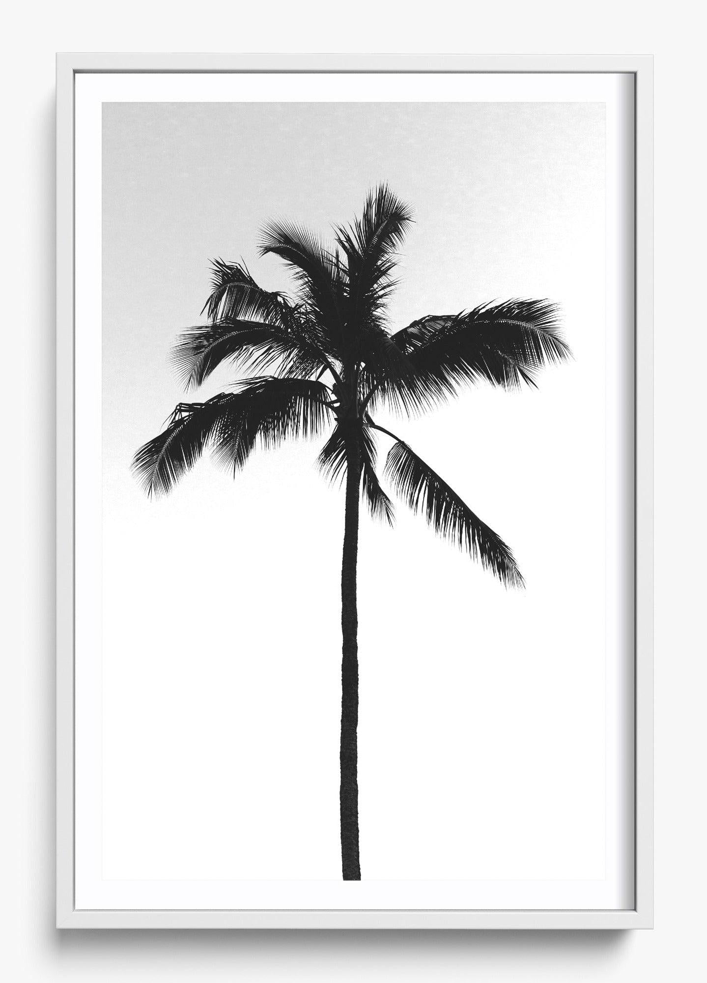 The Black Palm
