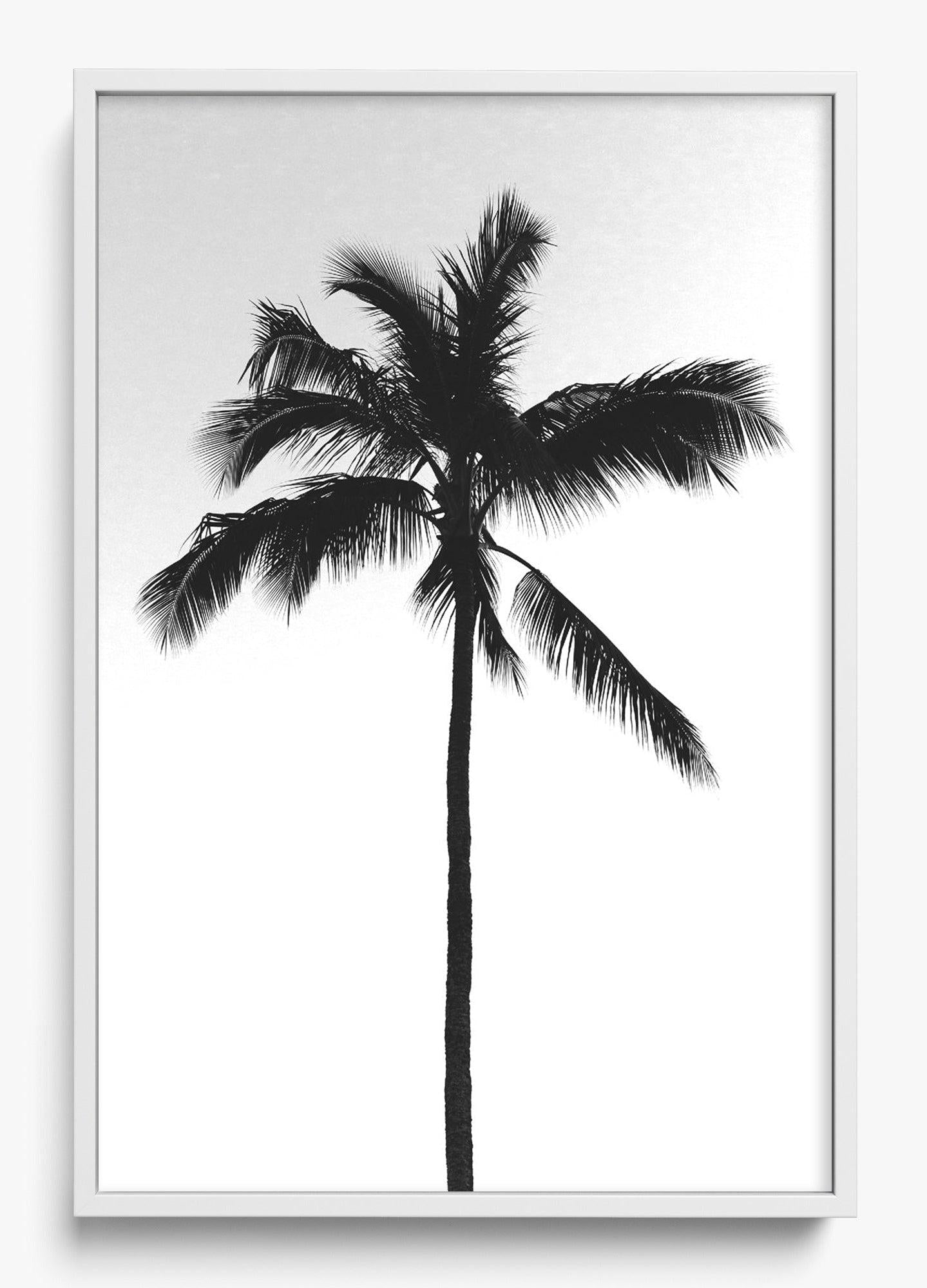 The Black Palm