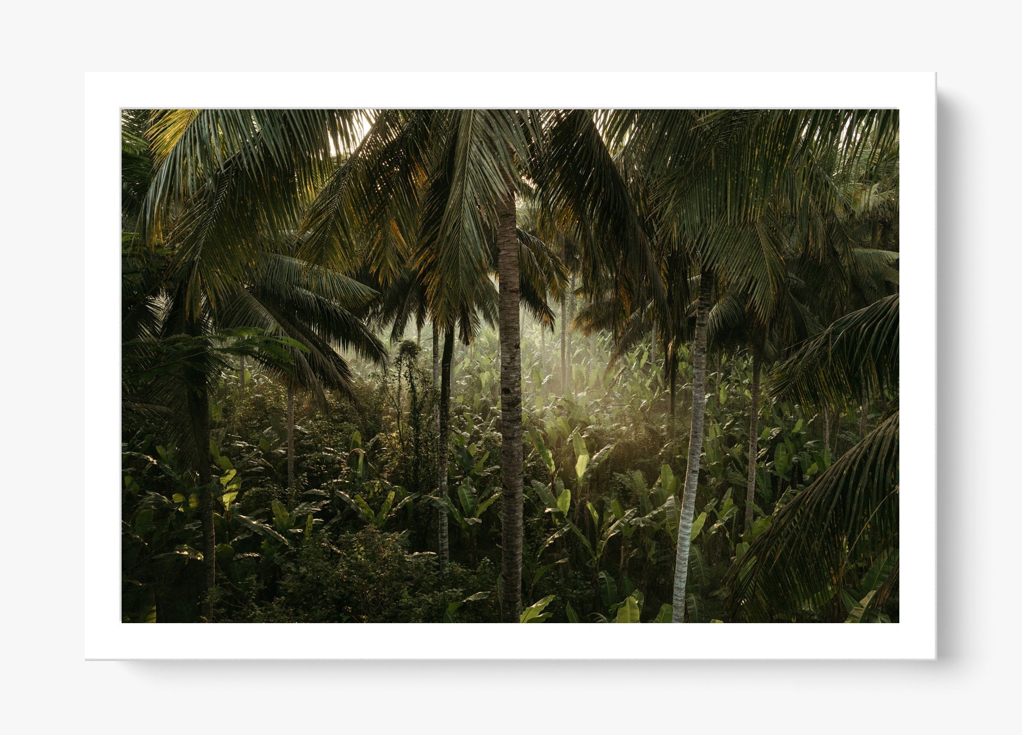 Tropical Delirium