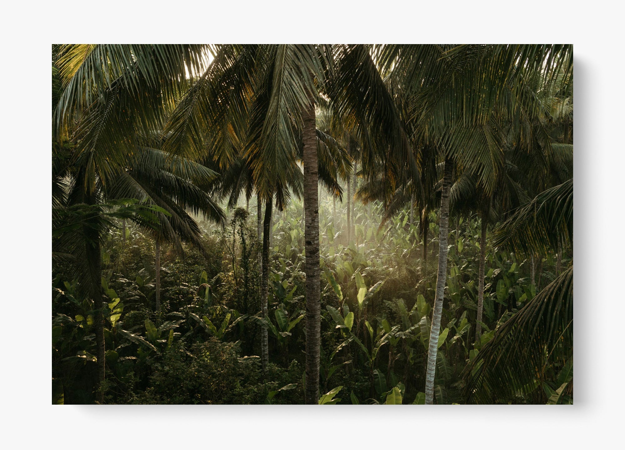 Tropical Delirium