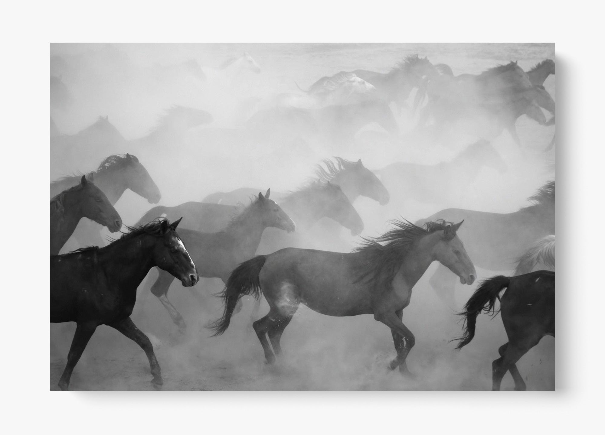 Run, Run, Wild