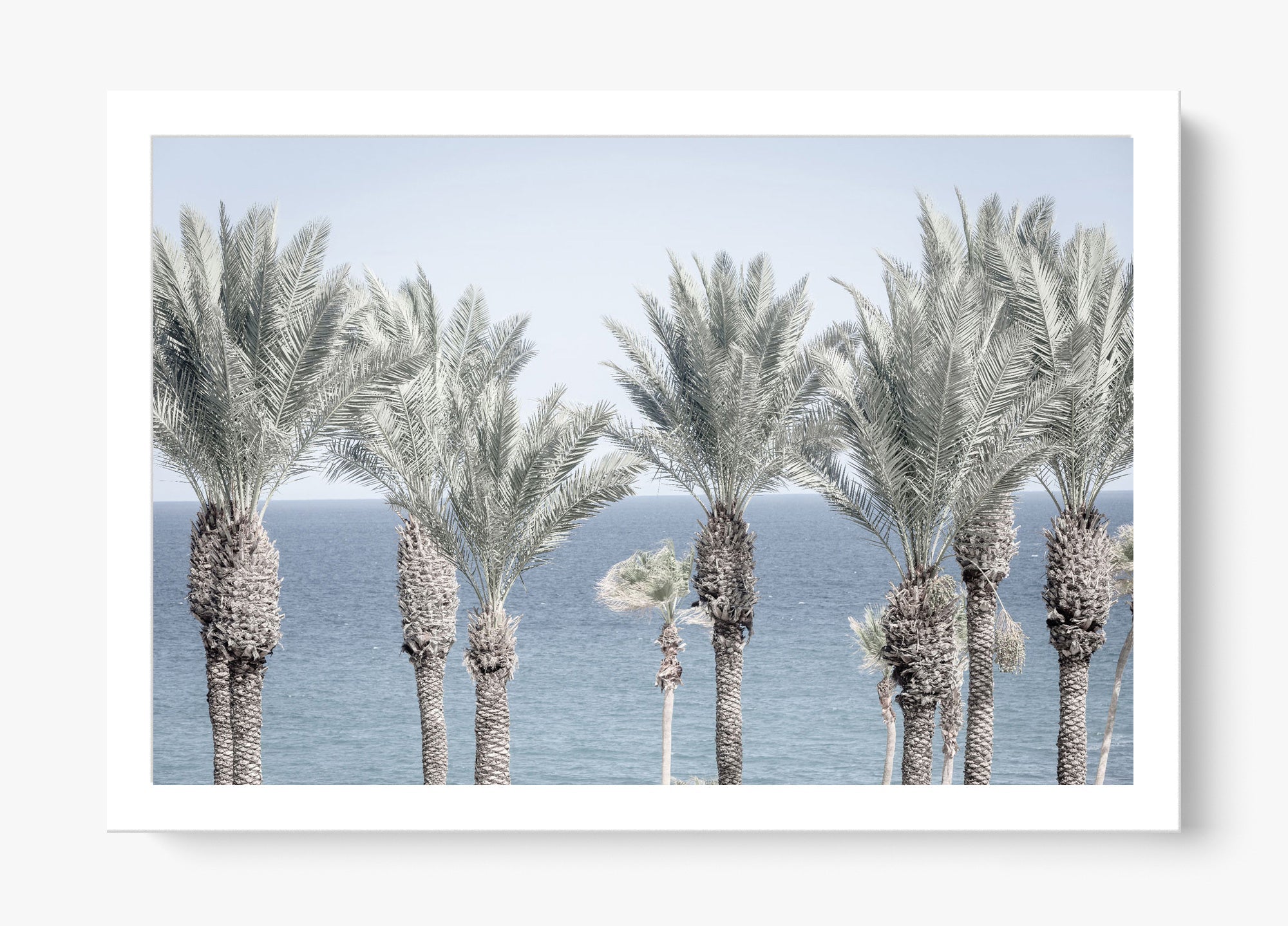 Cabo Palms