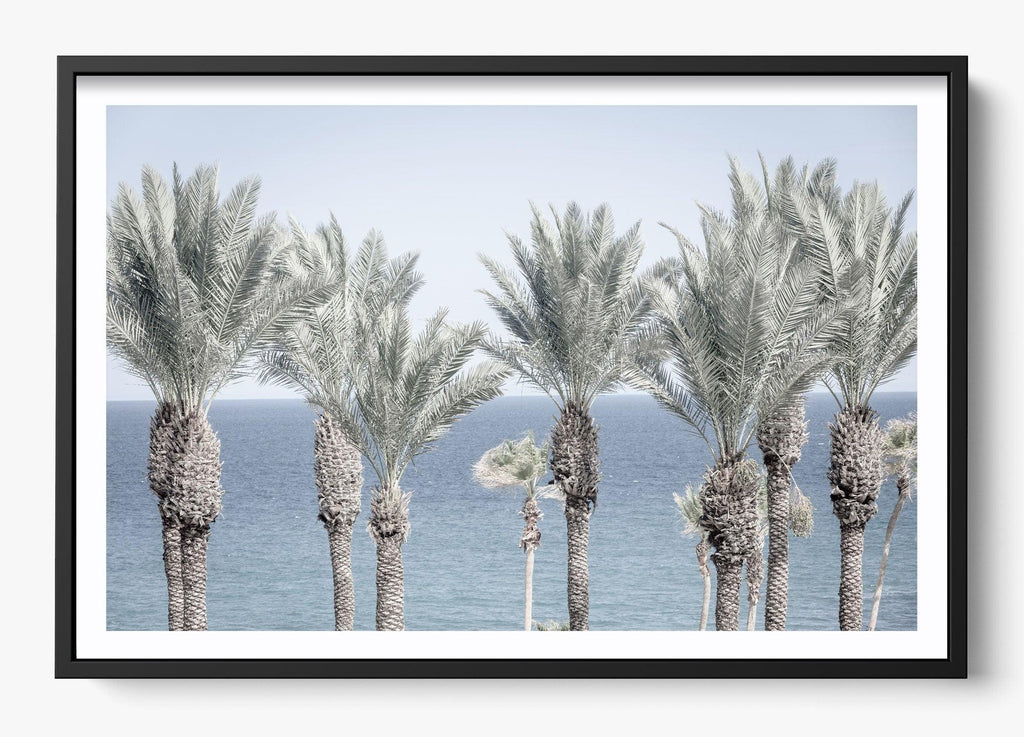Cabo Palms