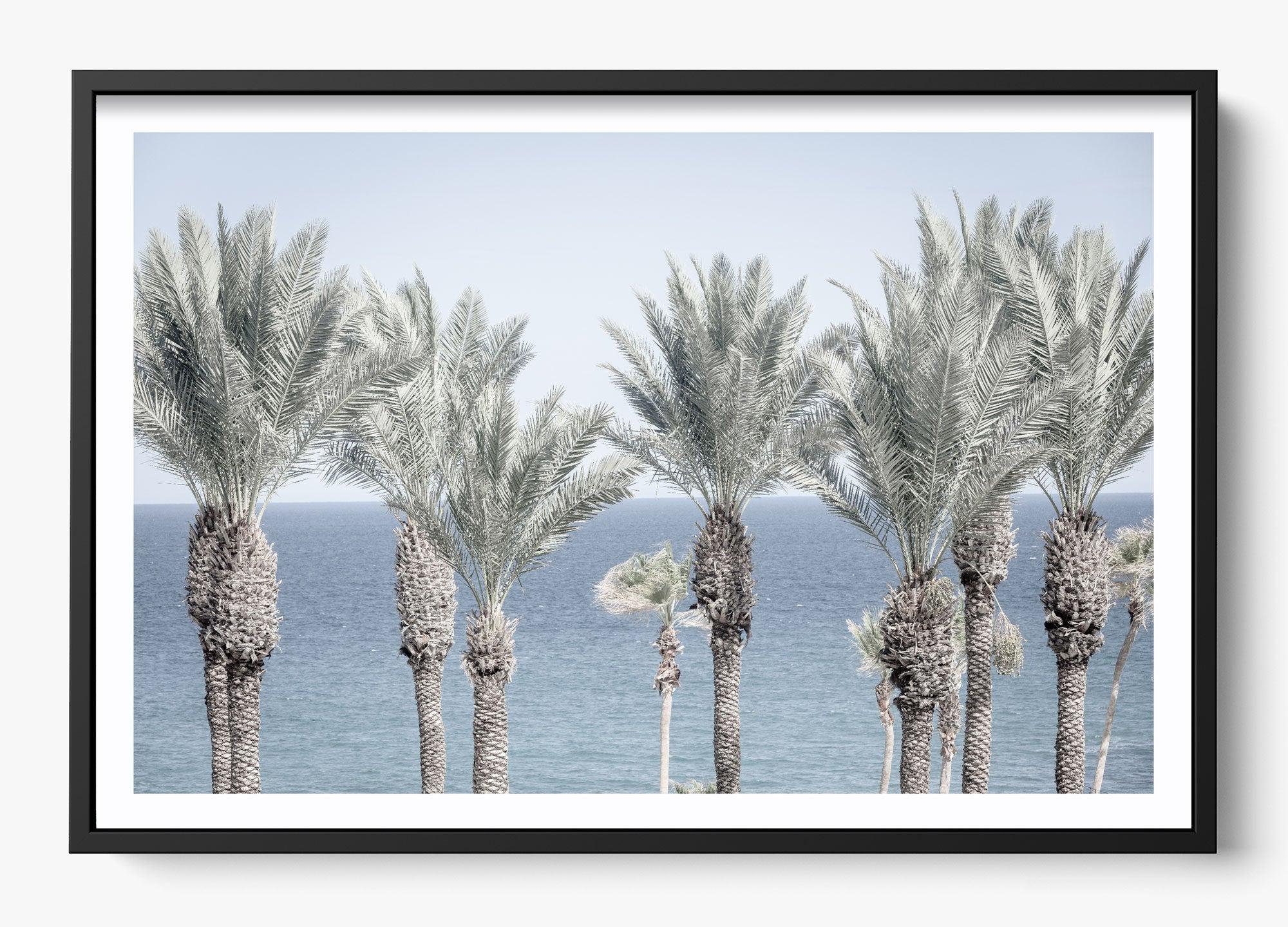 Cabo Palms