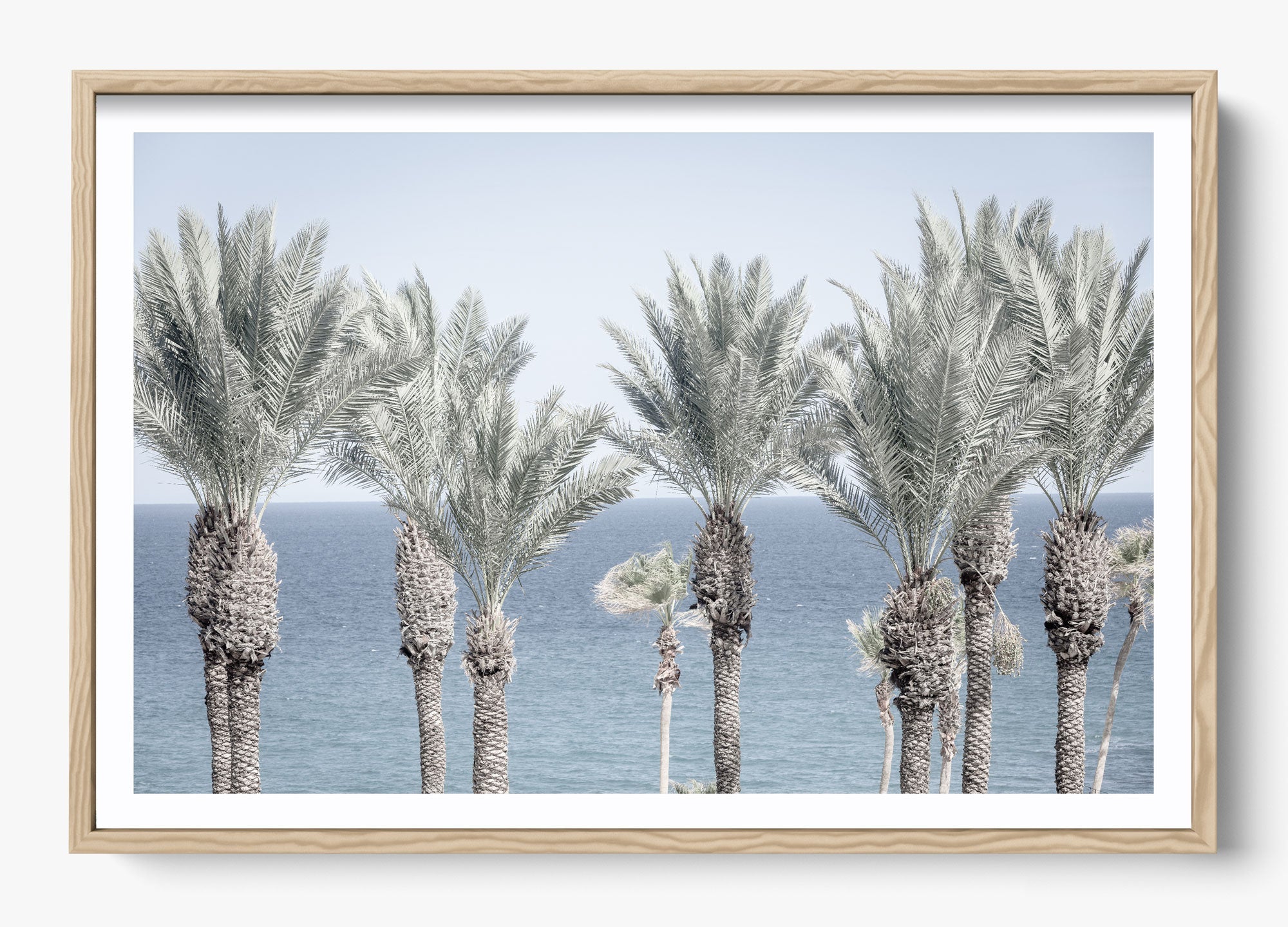 Cabo Palms