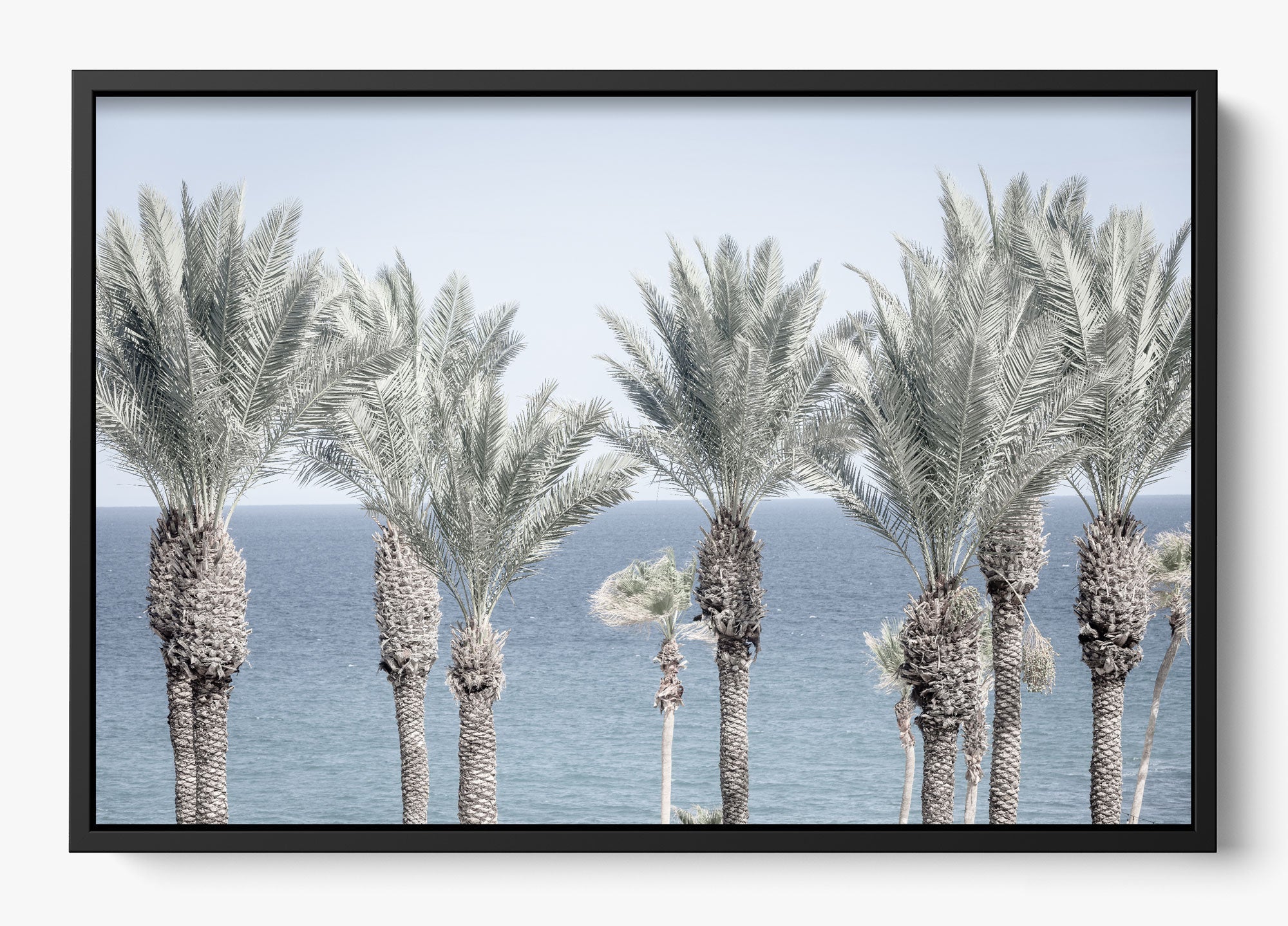 Cabo Palms