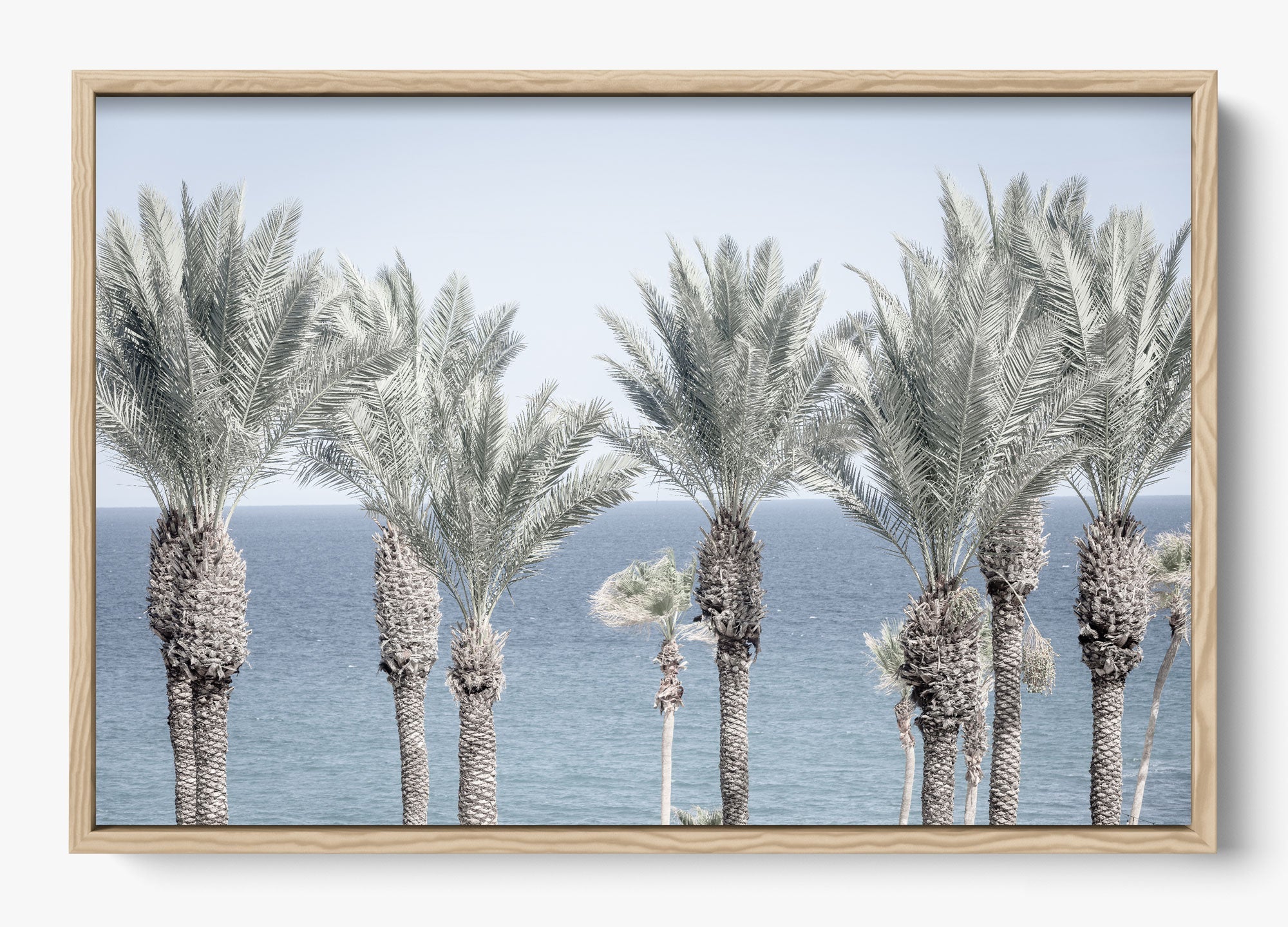 Cabo Palms