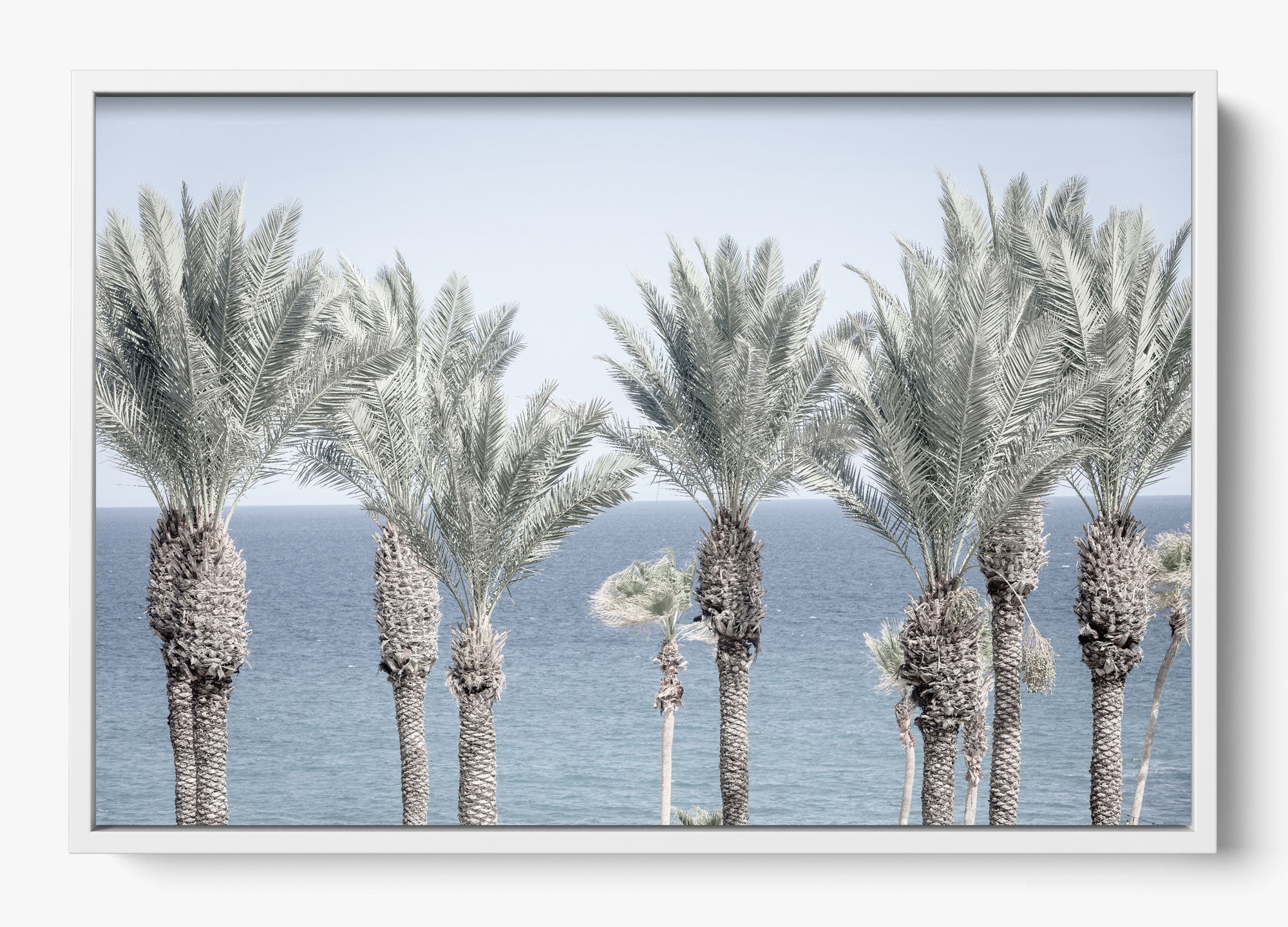 Cabo Palms