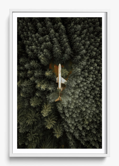 Among The Trees